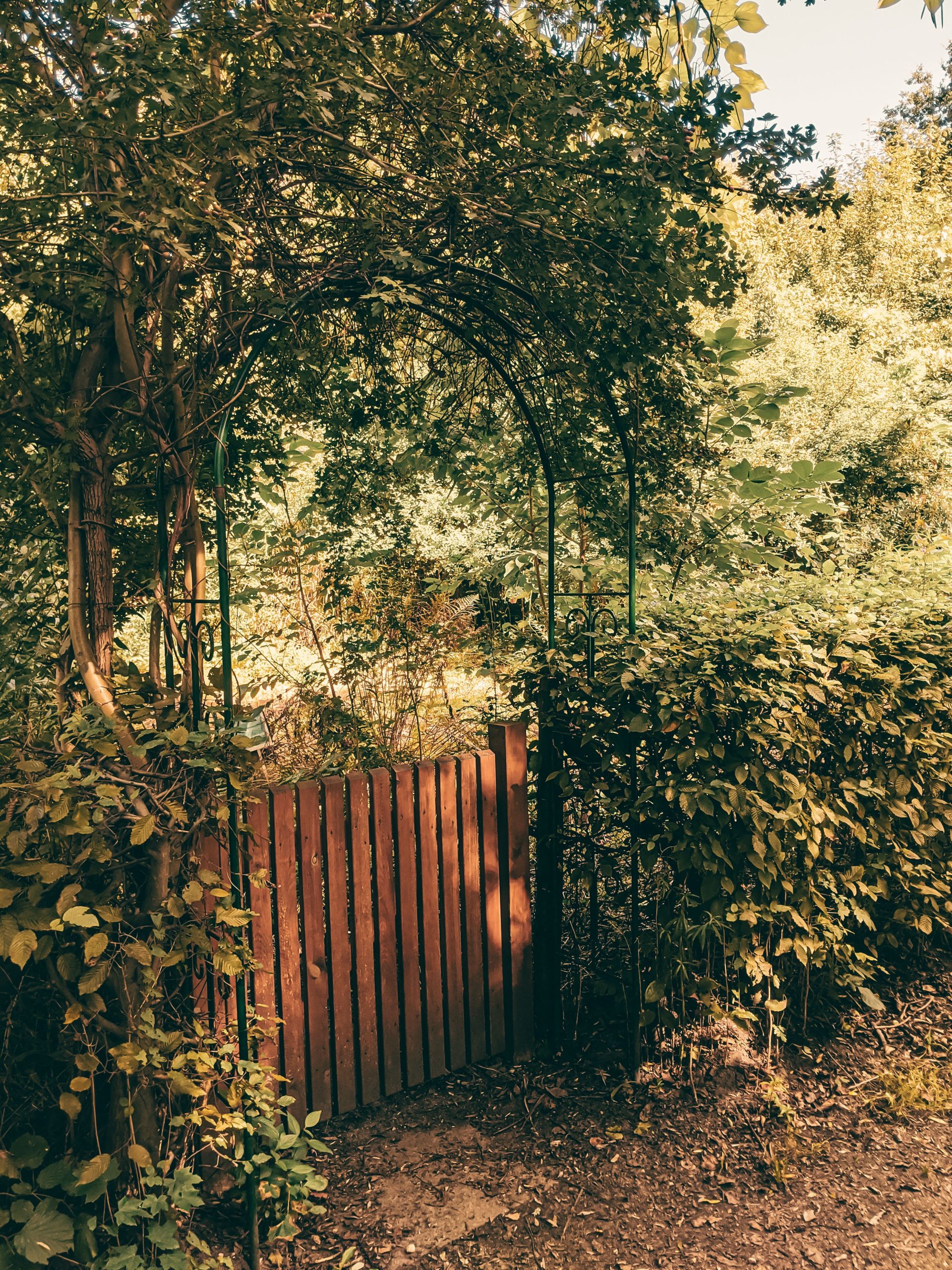 A charming wooden garden gate entwined with lush green vines in a tranquil, sunlit outdoor setting.