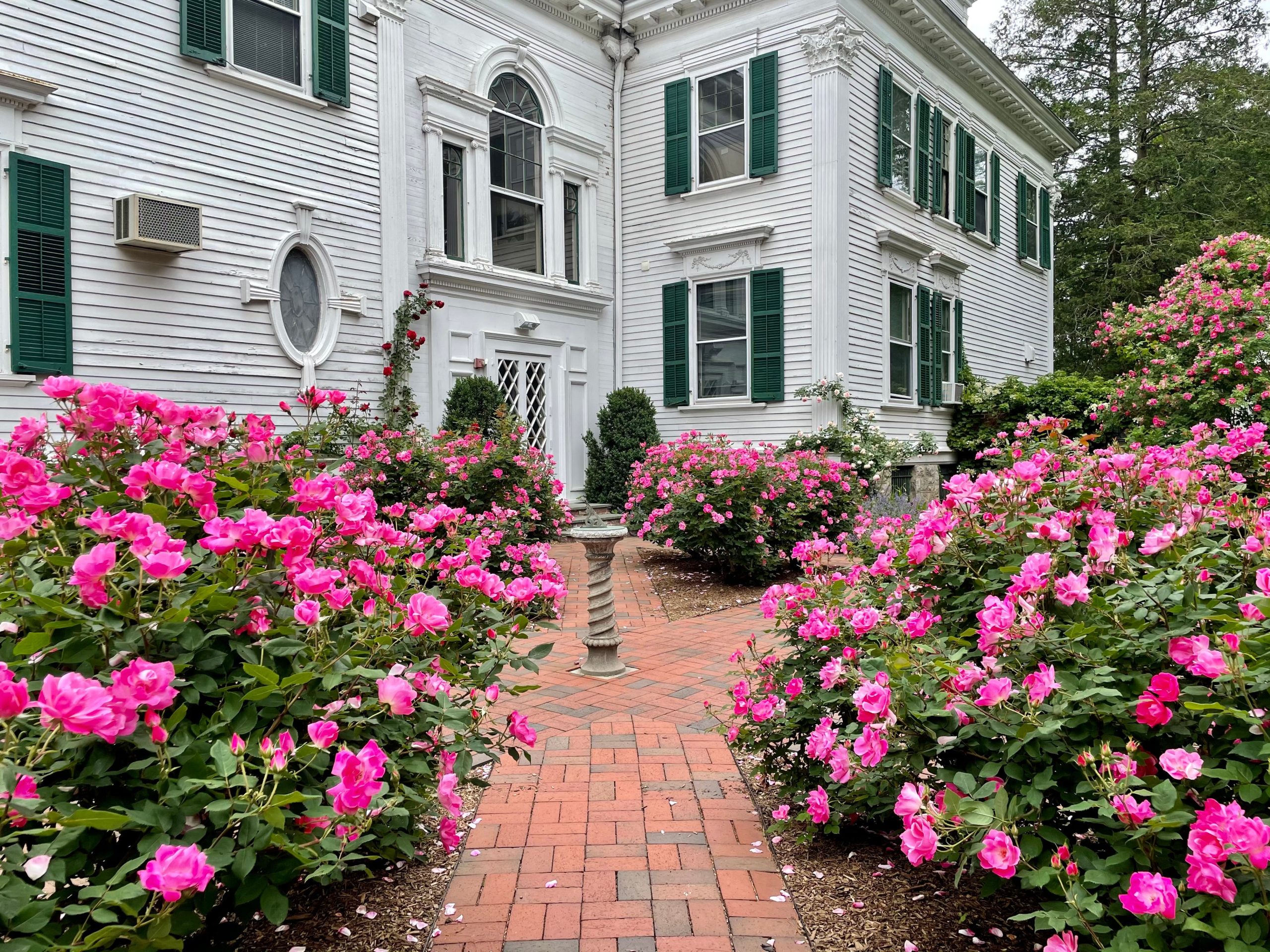 A lush garden with vibrant pink roses frames the facade of a historic white house.