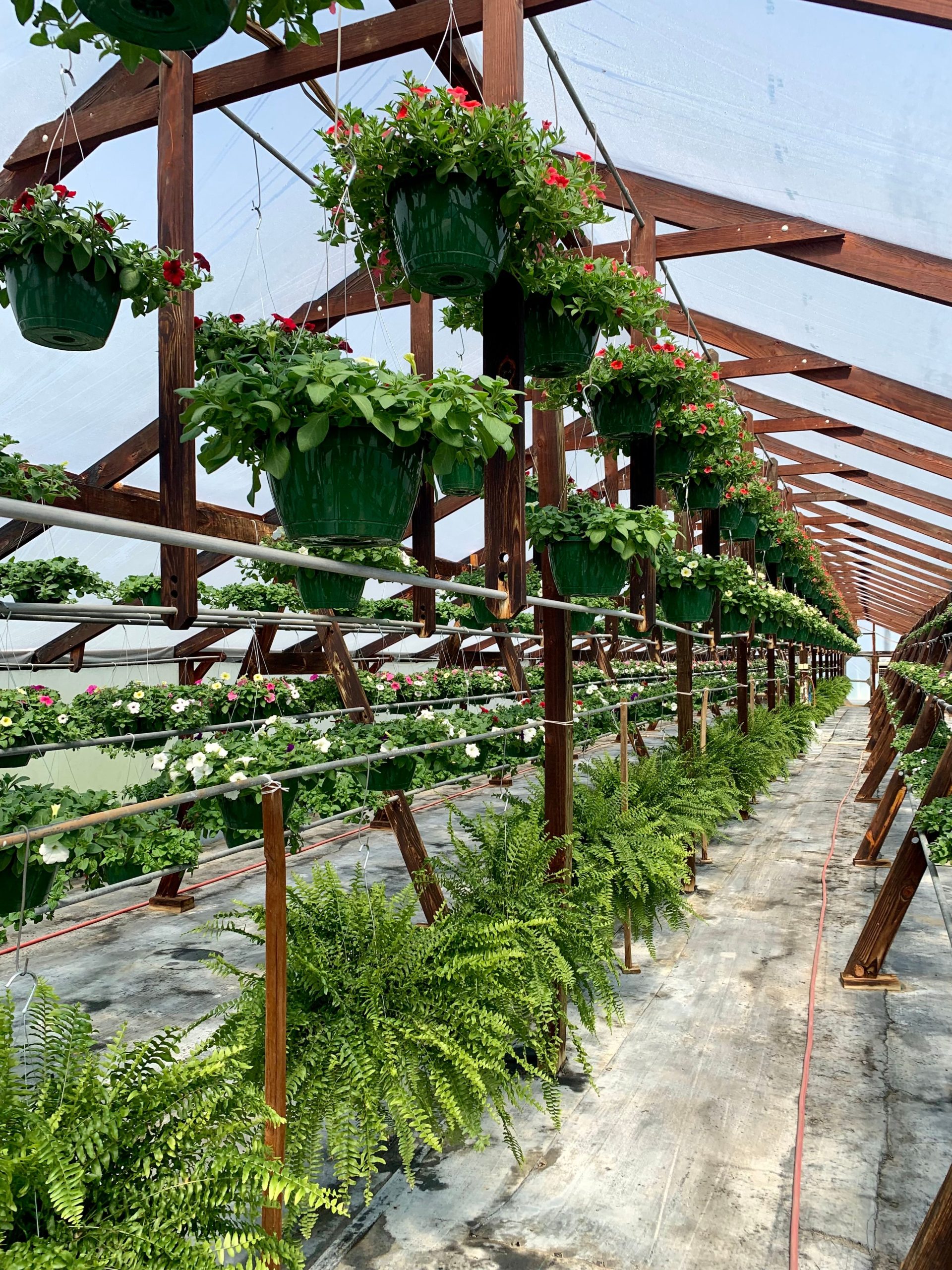 A lush greenhouse featuring hanging baskets of flowers and ferns beneath a transparent roof.