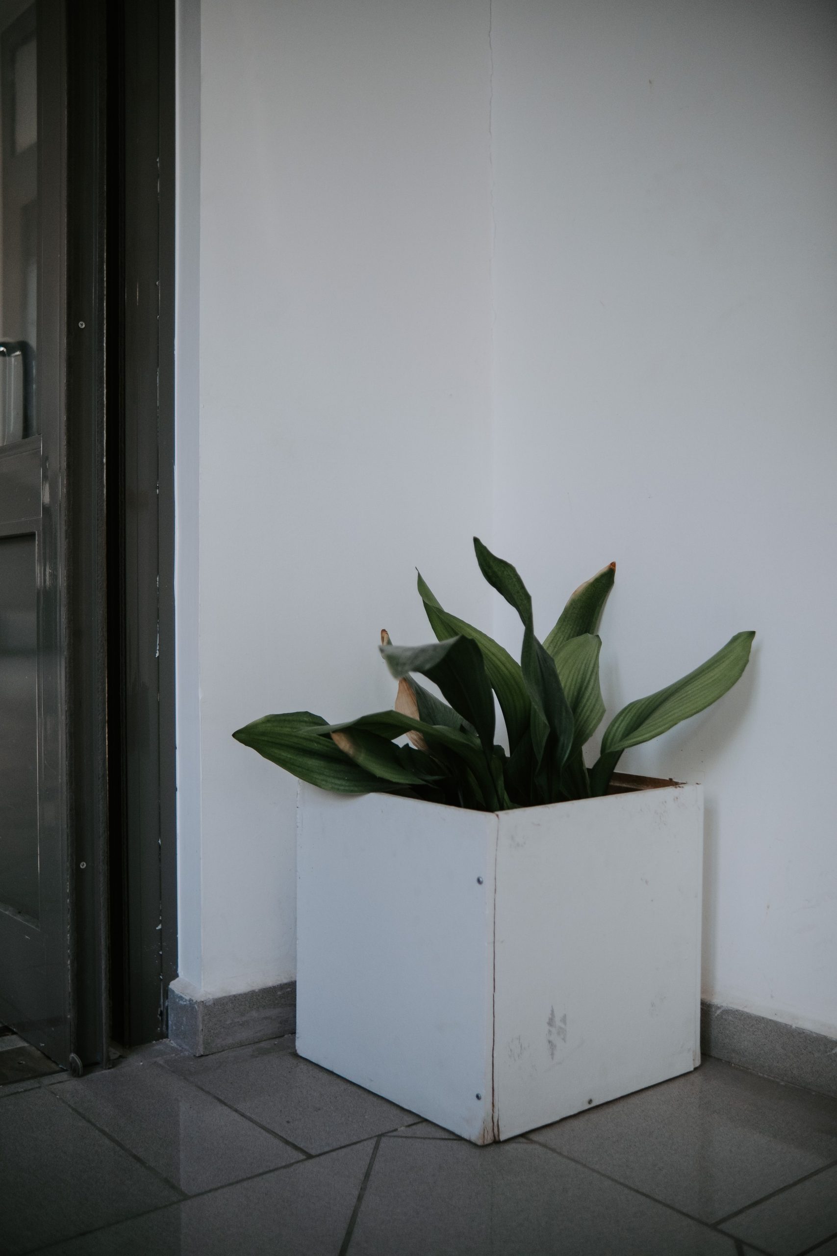 A minimalist interior with a green plant in a white square planter box against a white wall.