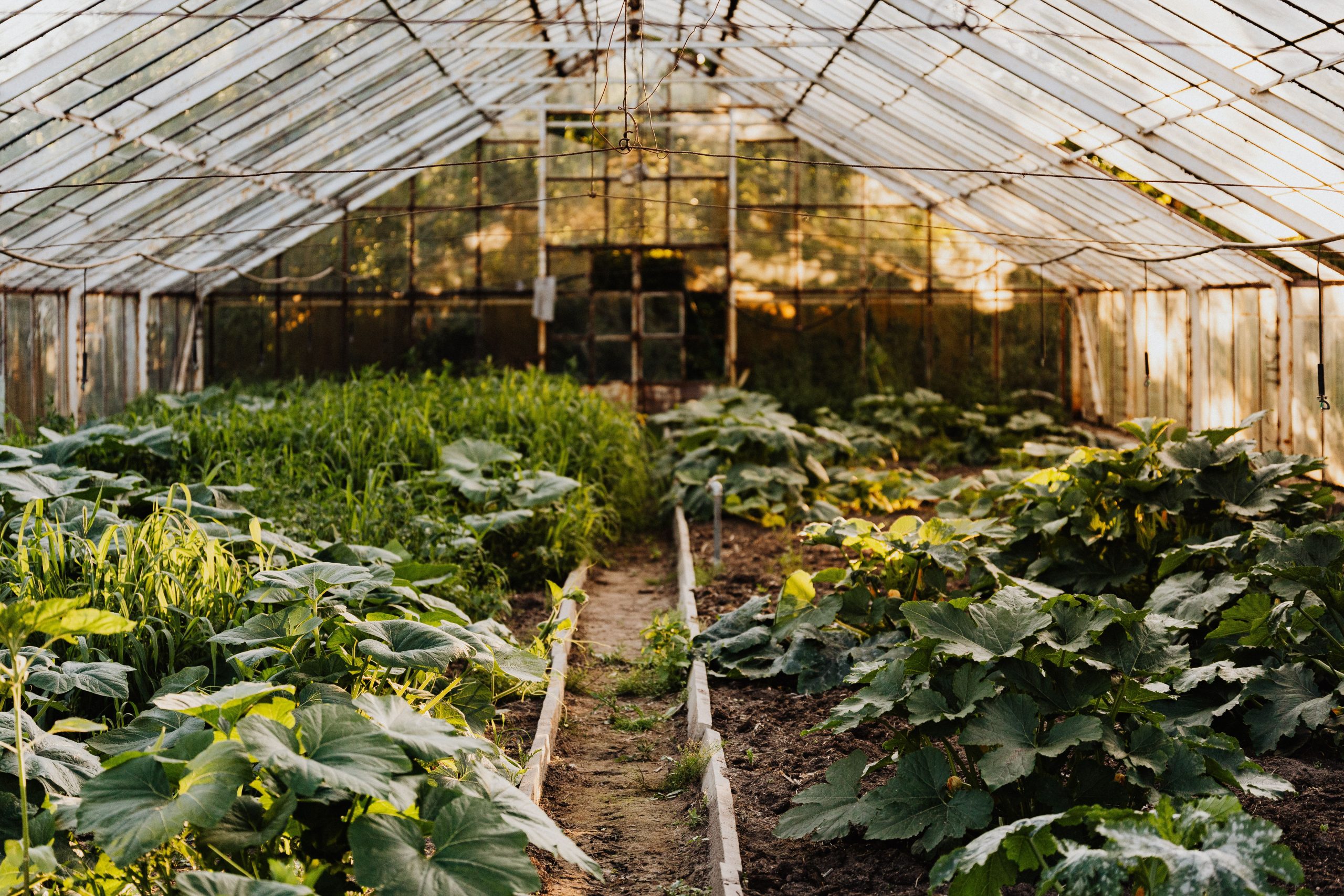 A peaceful greenhouse filled with thriving green plants and vegetables.