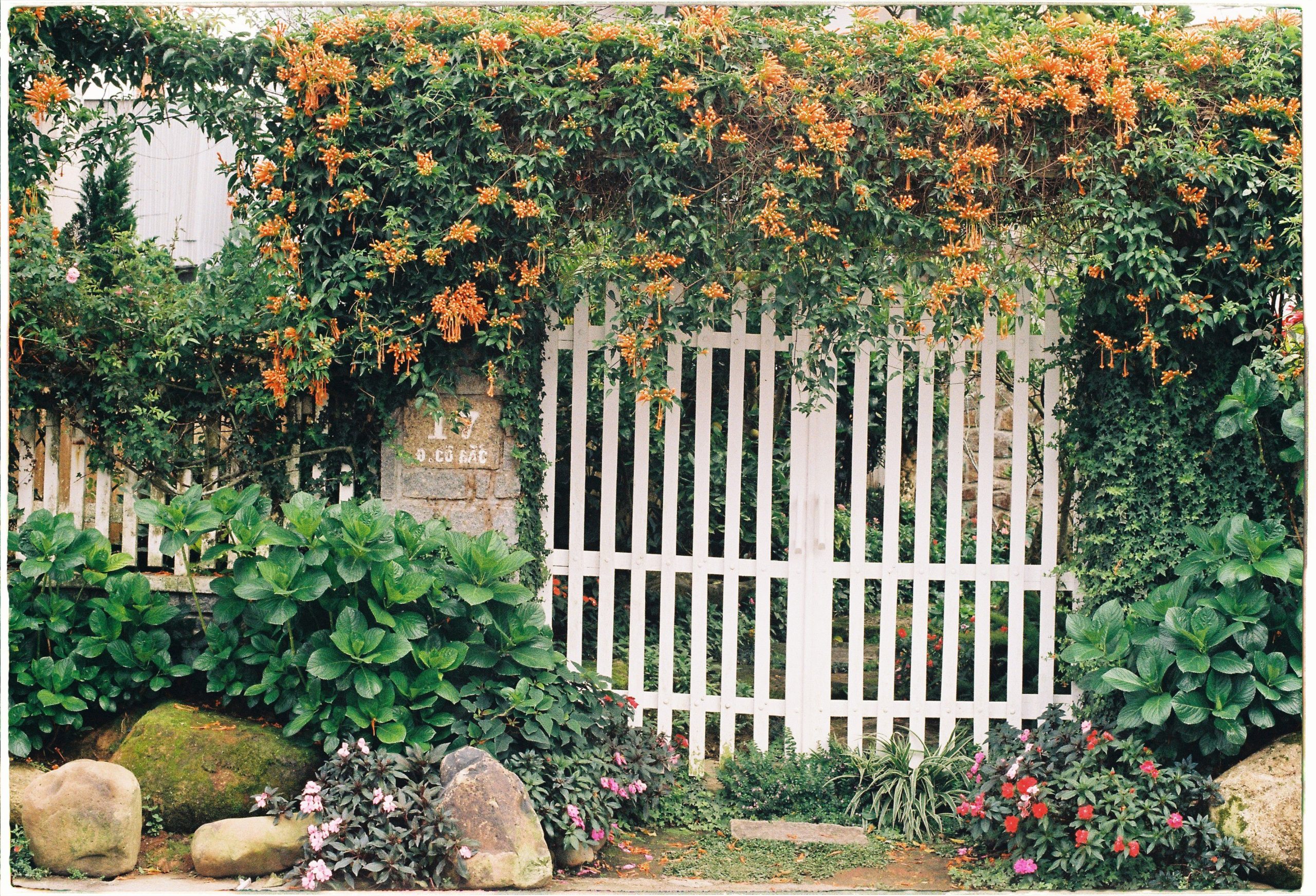 A picturesque white gate surrounded by vibrant orange flowers and lush greenery creates a welcoming garden scene.