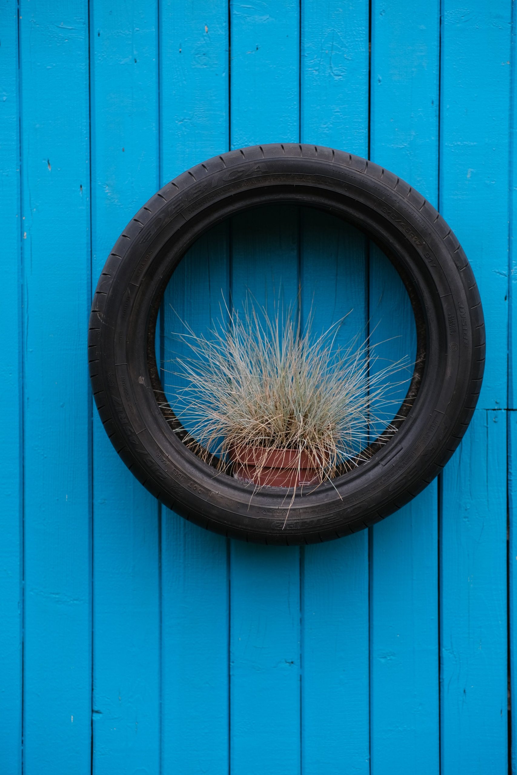 A potted plant creatively displayed in a tire on a vibrant blue wall, showcasing innovative decor.