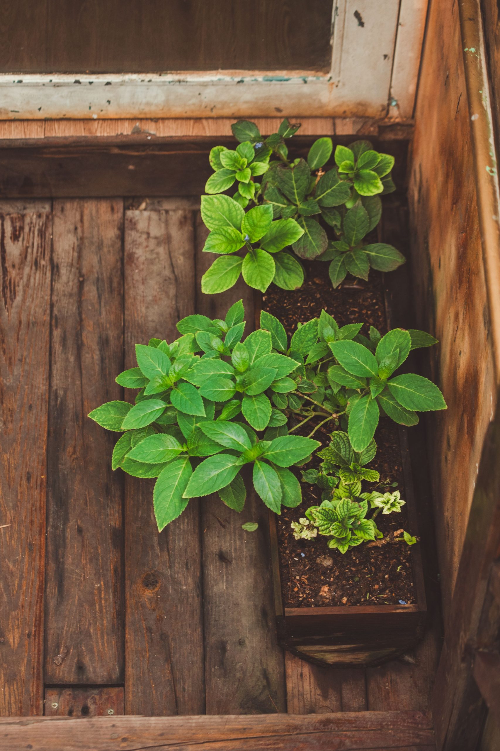 A rustic indoor herb garden in a wooden planter with fresh green leaves thriving by a window.