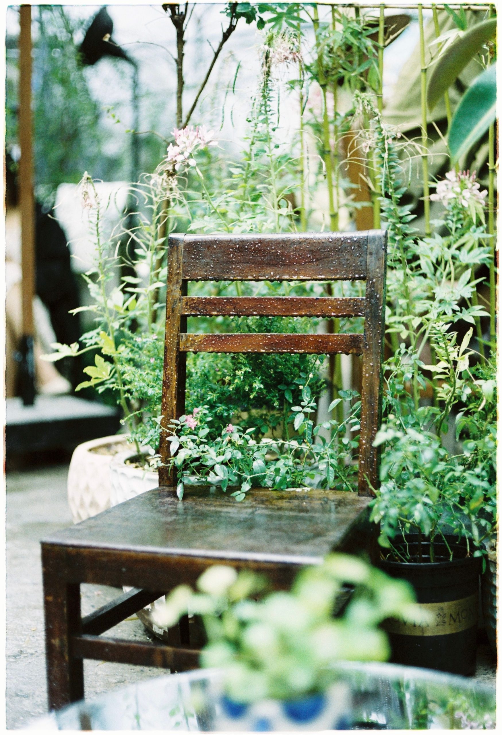 A rustic wooden chair surrounded by lush green plants on a tranquil patio.