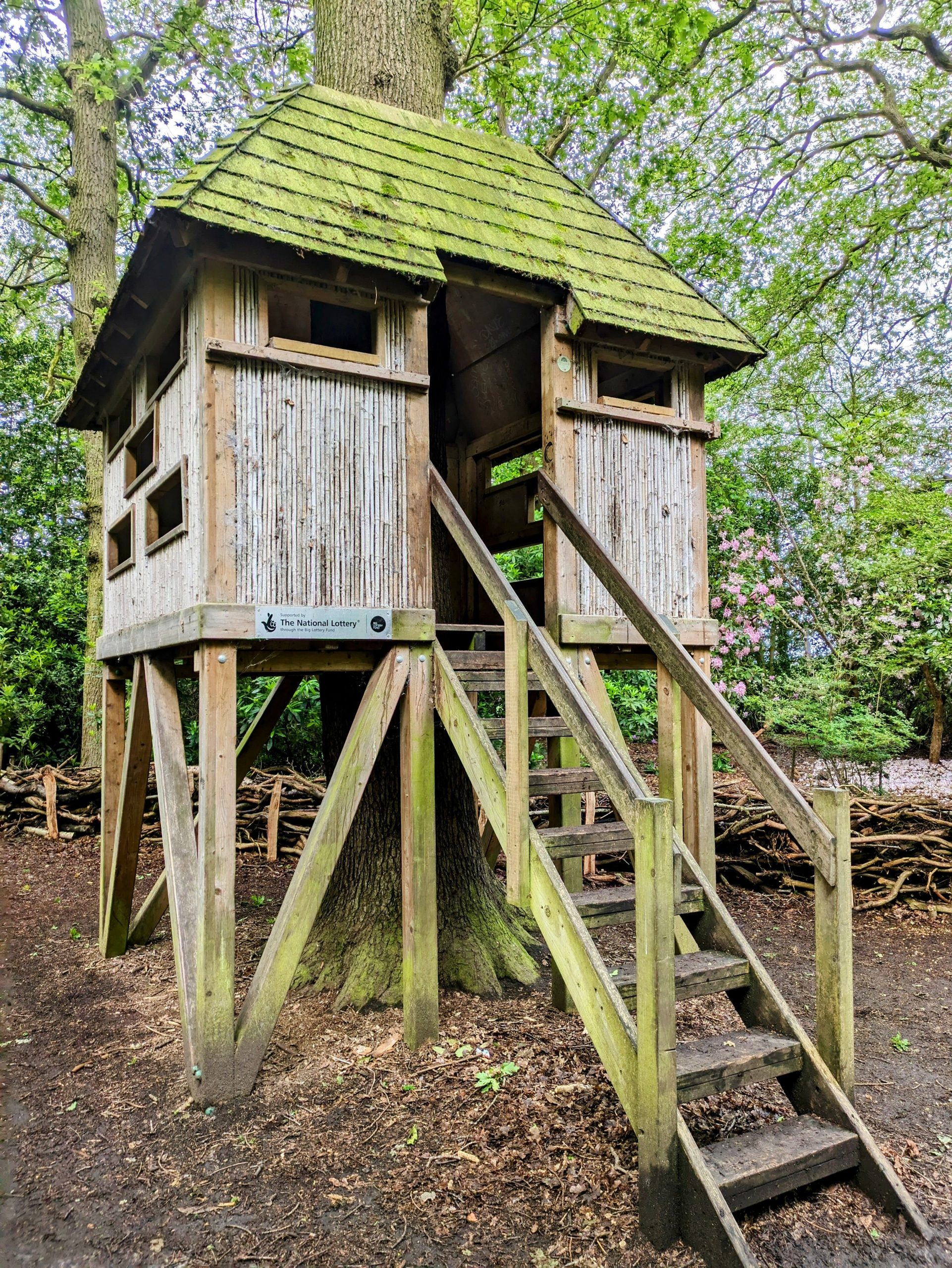 A rustic wooden treehouse amid lush greenery in an English nature reserve.