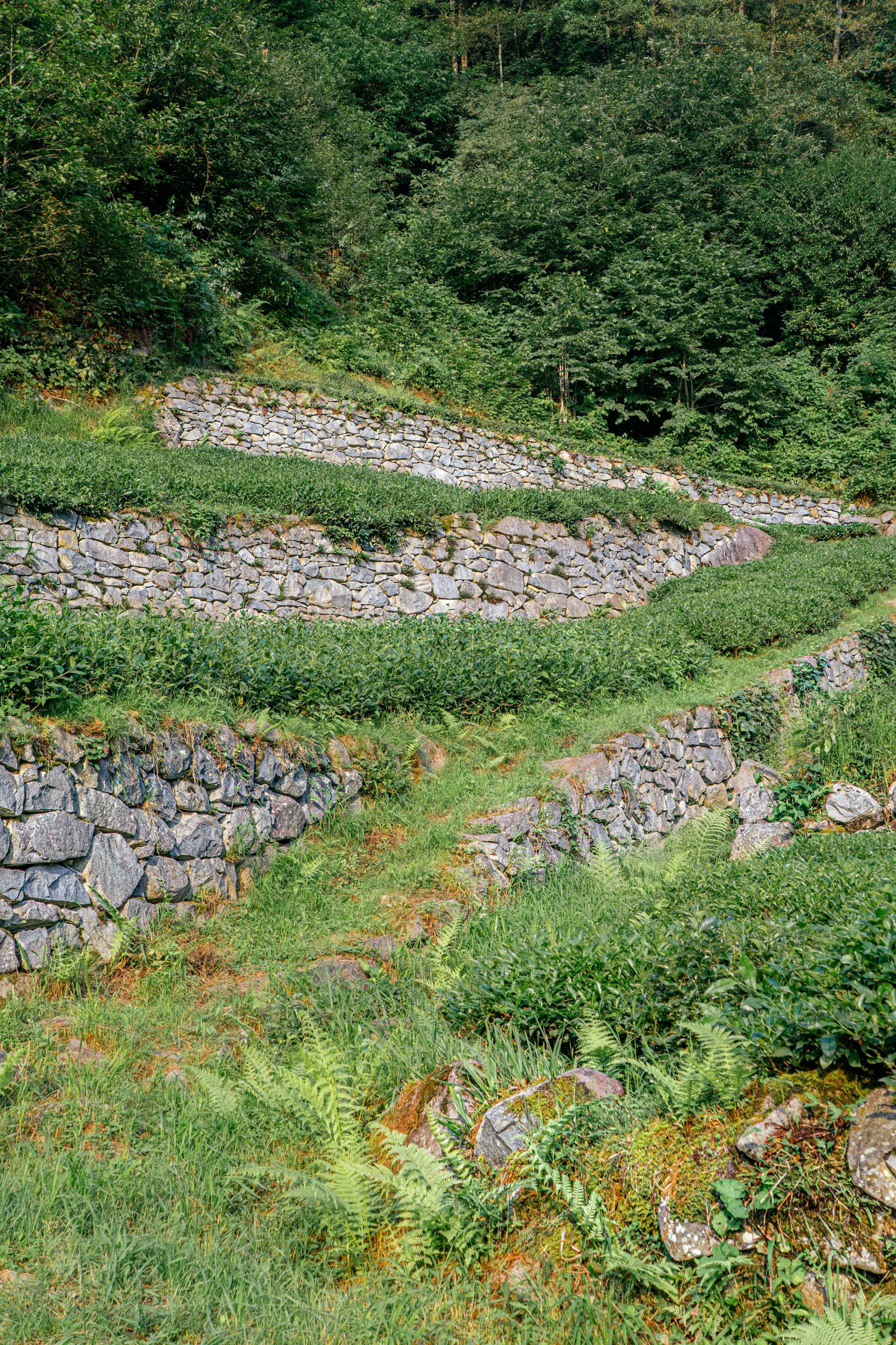 A scenic view of lush terraced green landscape with stone retaining walls.