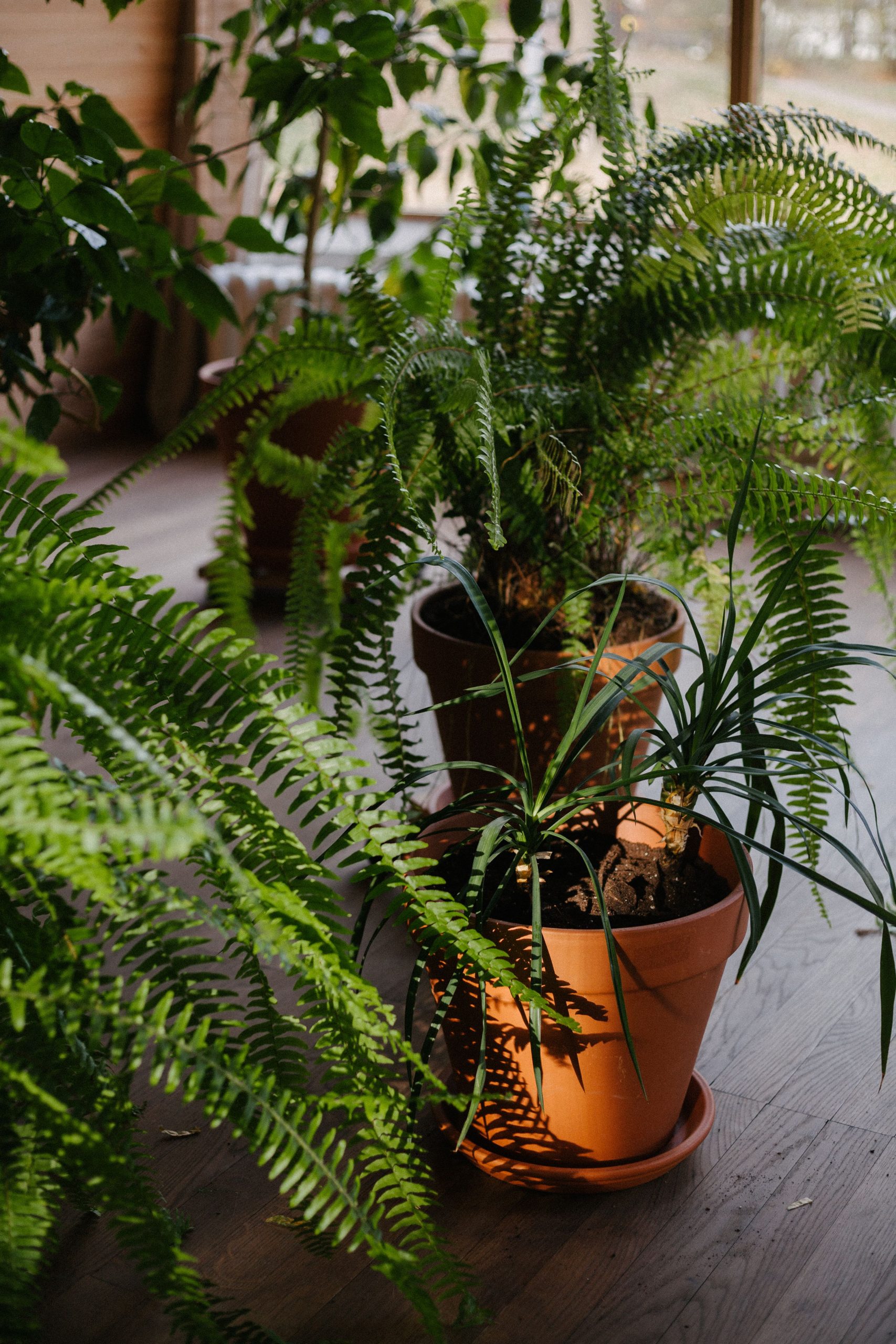 A serene indoor garden scene featuring lush potted ferns in natural sunlight, creating a tranquil atmosphere.