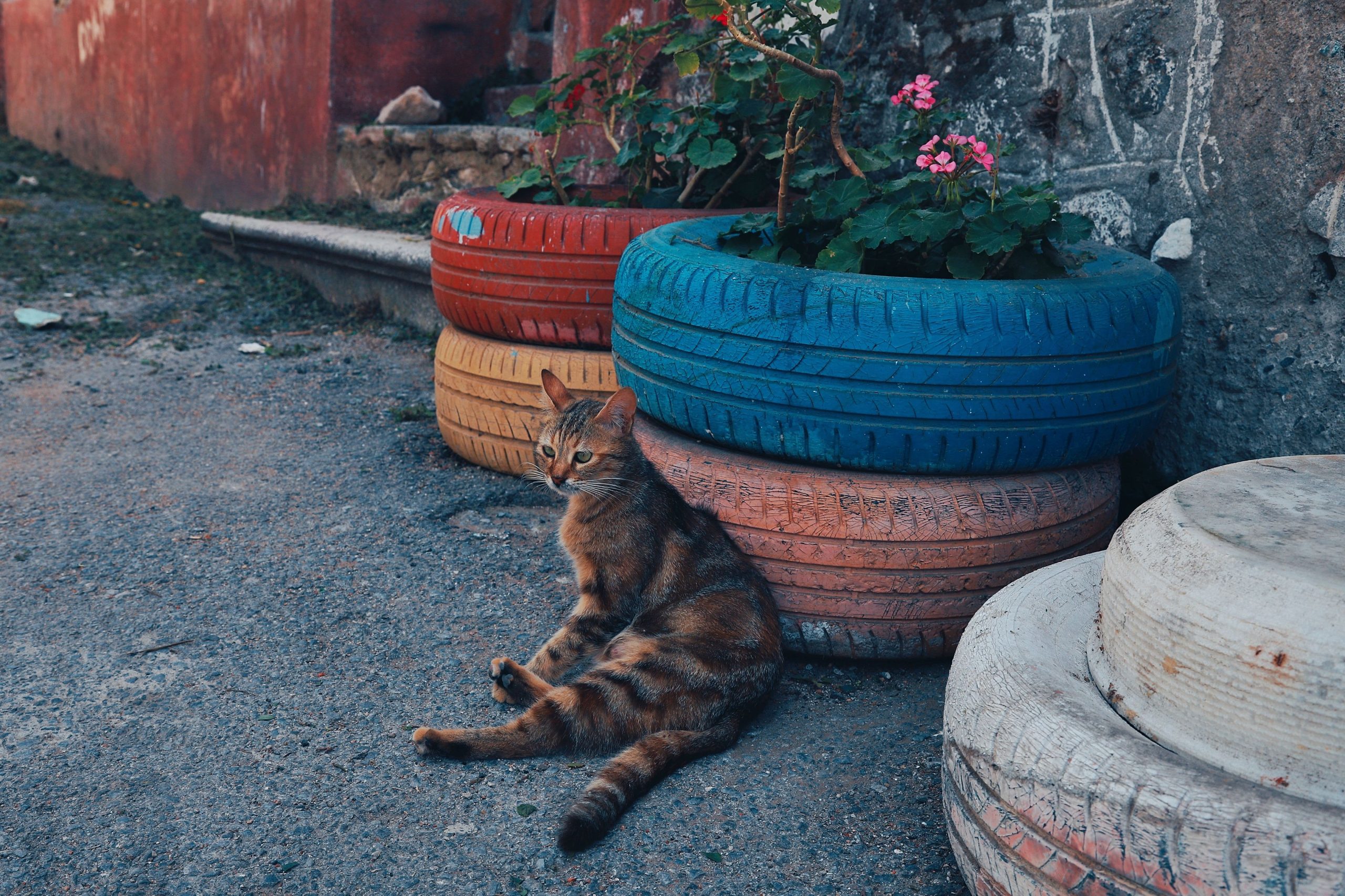 A serene tabby cat lounging next to vibrant, repurposed tire planters outdoors.