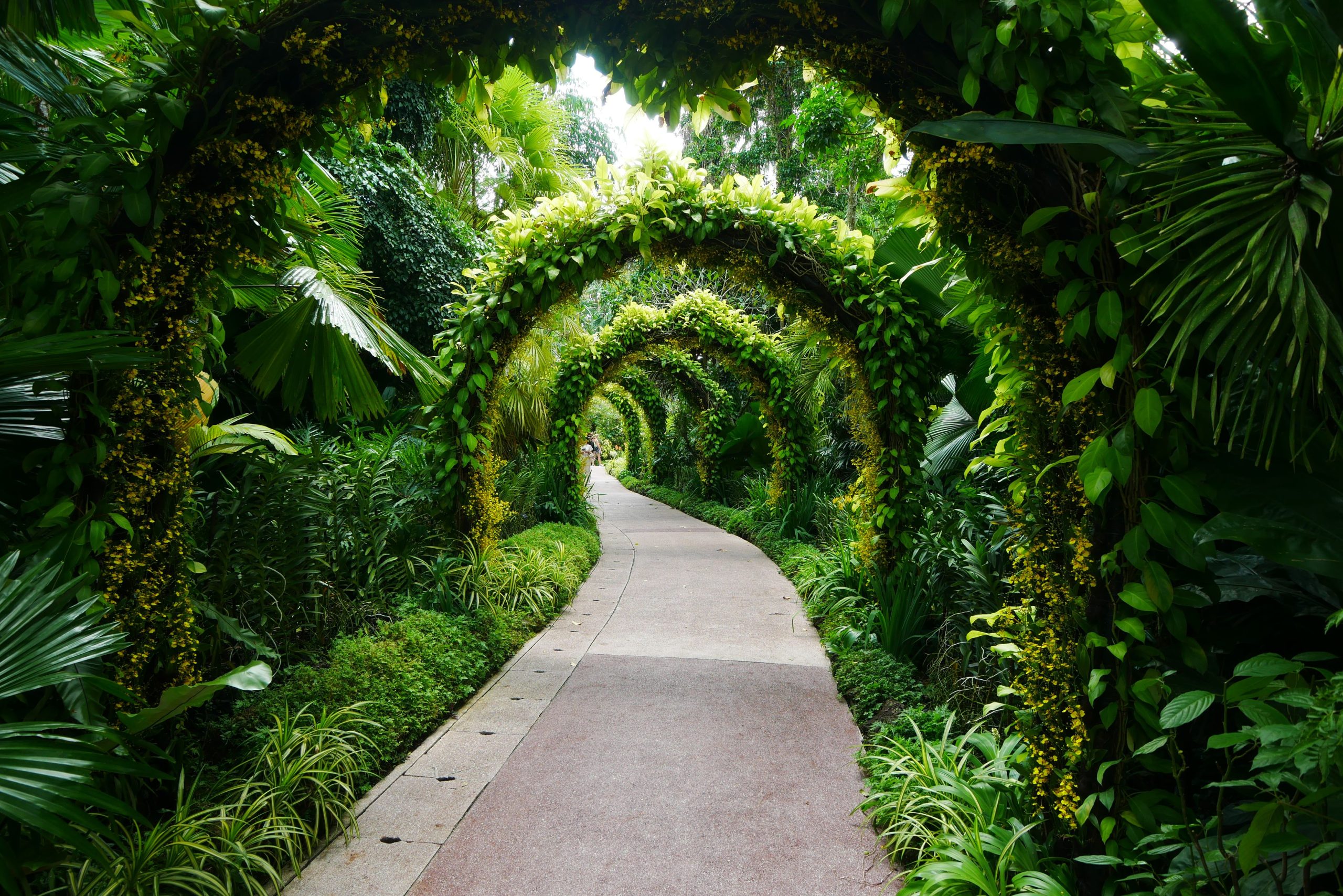 A serene walkway through a lush garden under green archway of vibrant foliage.