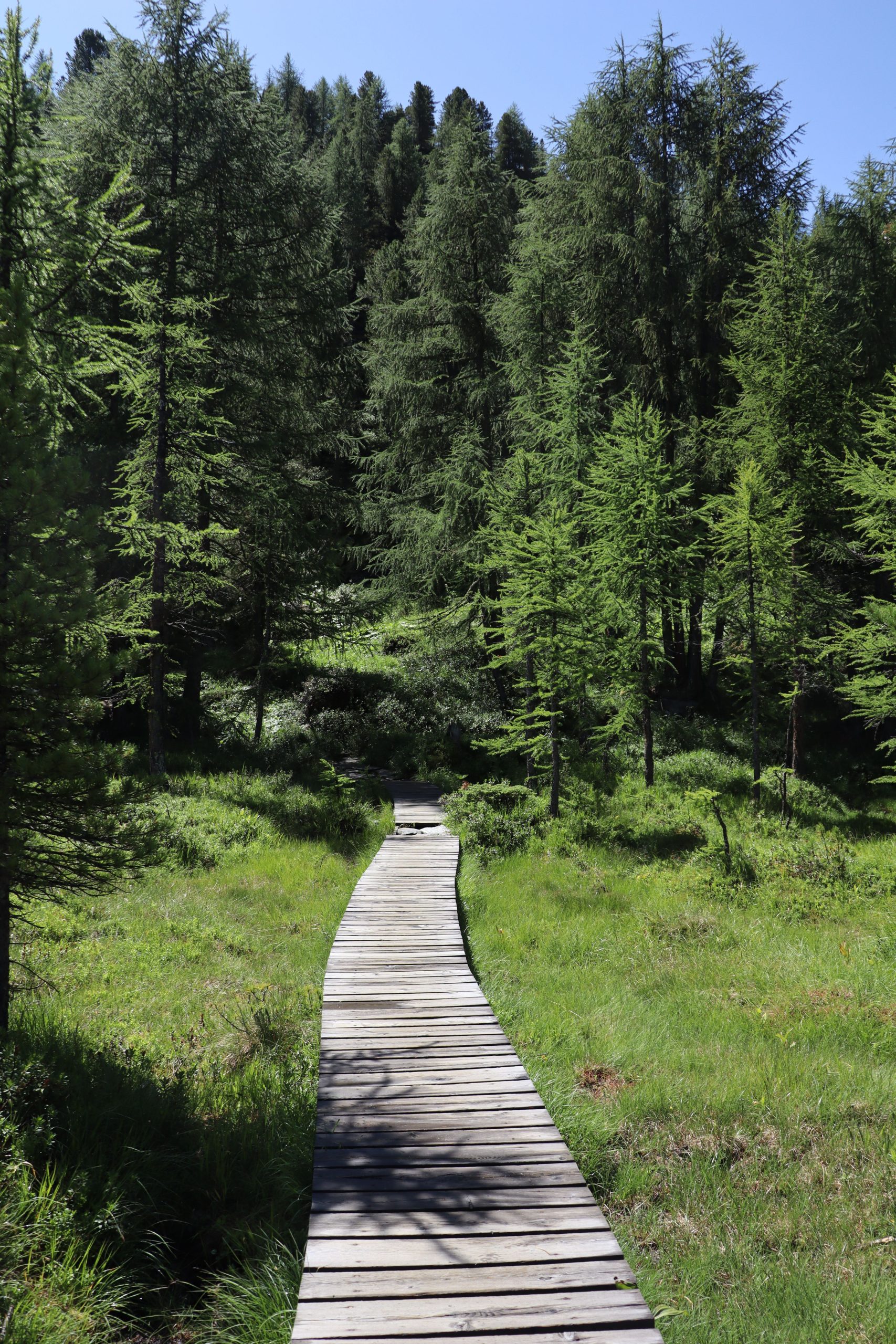 A serene wooden pathway leading through lush green forest trees, perfect for nature walks.