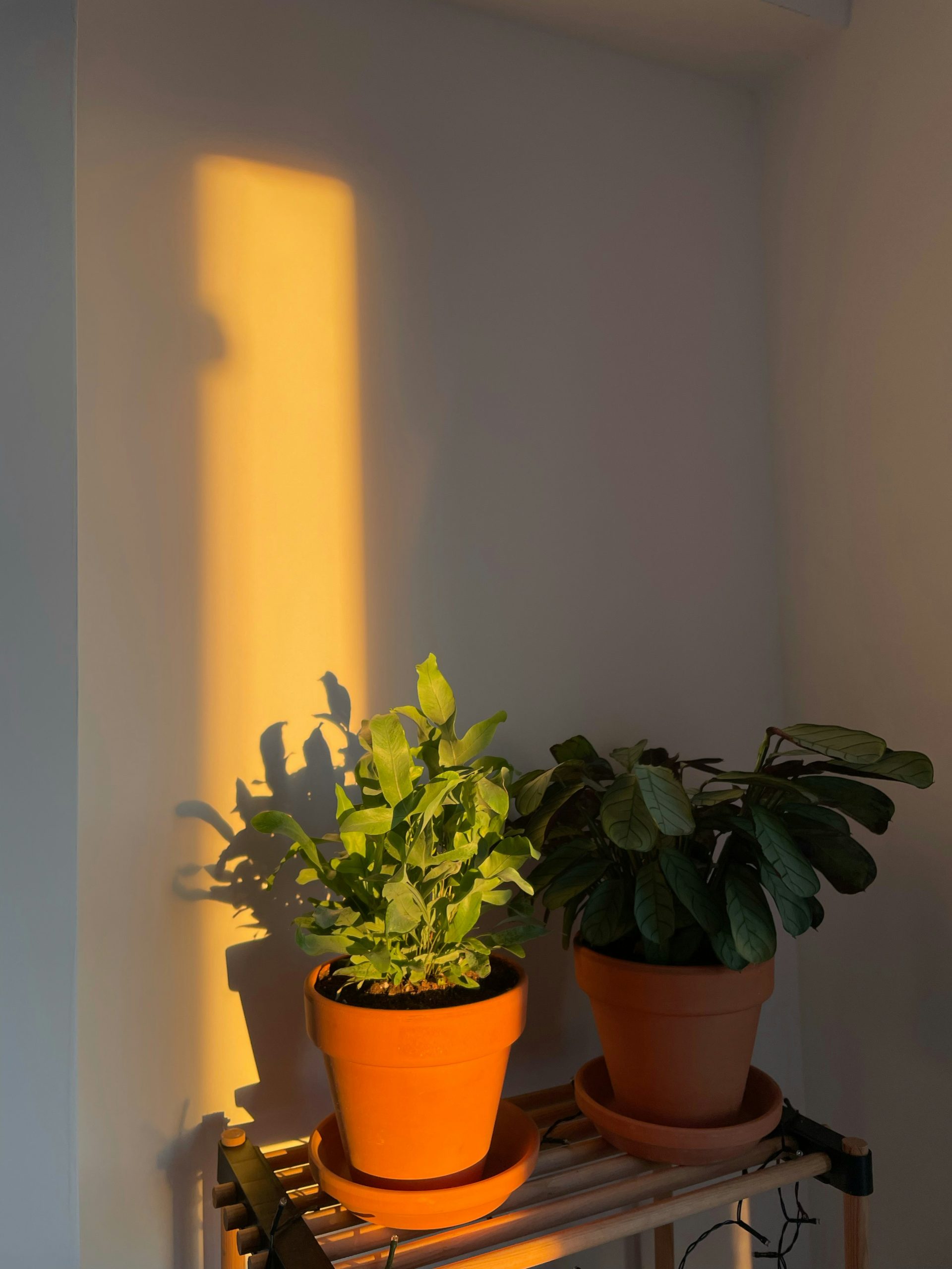 A small brown shelf holds two potted plants in a corner. Sunlight casts a long shadow on the wall. The light creates a warm glow in the room during the late afternoon.