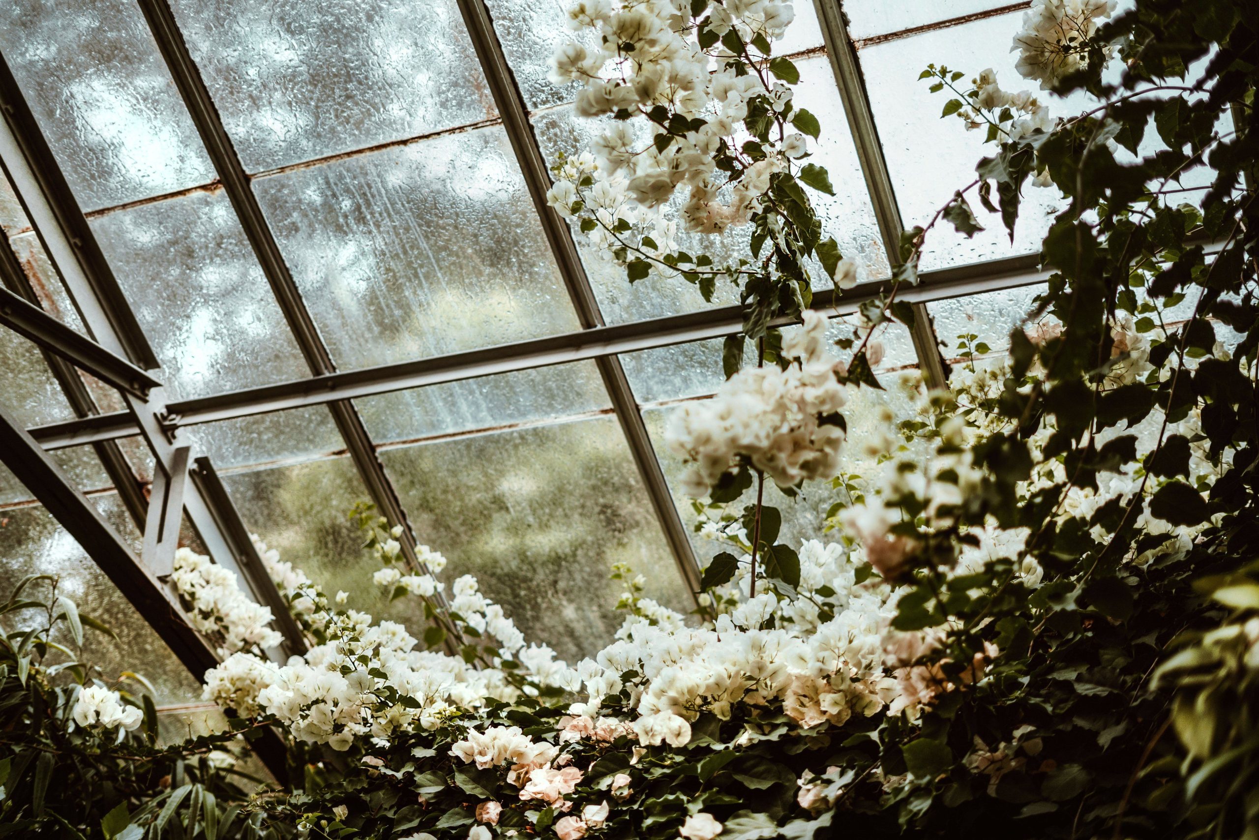 A tranquil greenhouse setting with lush, blooming white flowers against glass walls, capturing natural beauty.