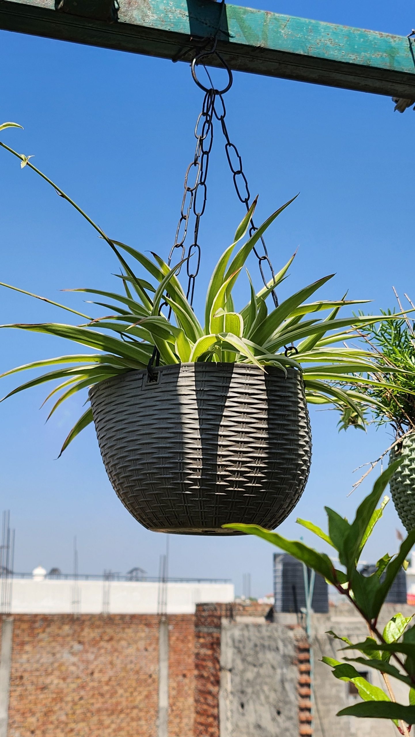A vibrant spider plant in a woven basket hanging outdoors under a clear blue sky.