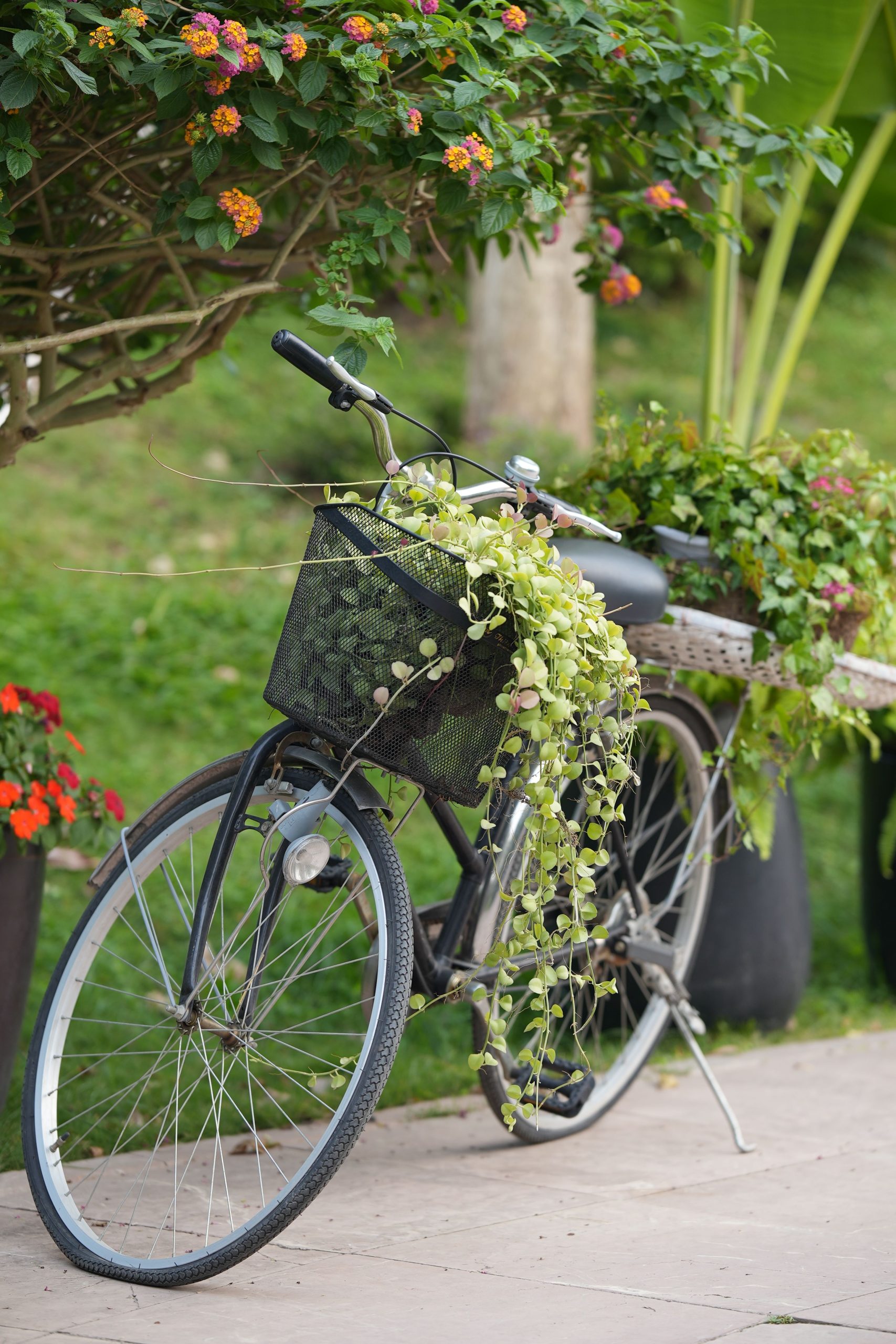A vintage bicycle adorned with greenery and flowers in a serene outdoor setting in Hanoi, Vietnam.