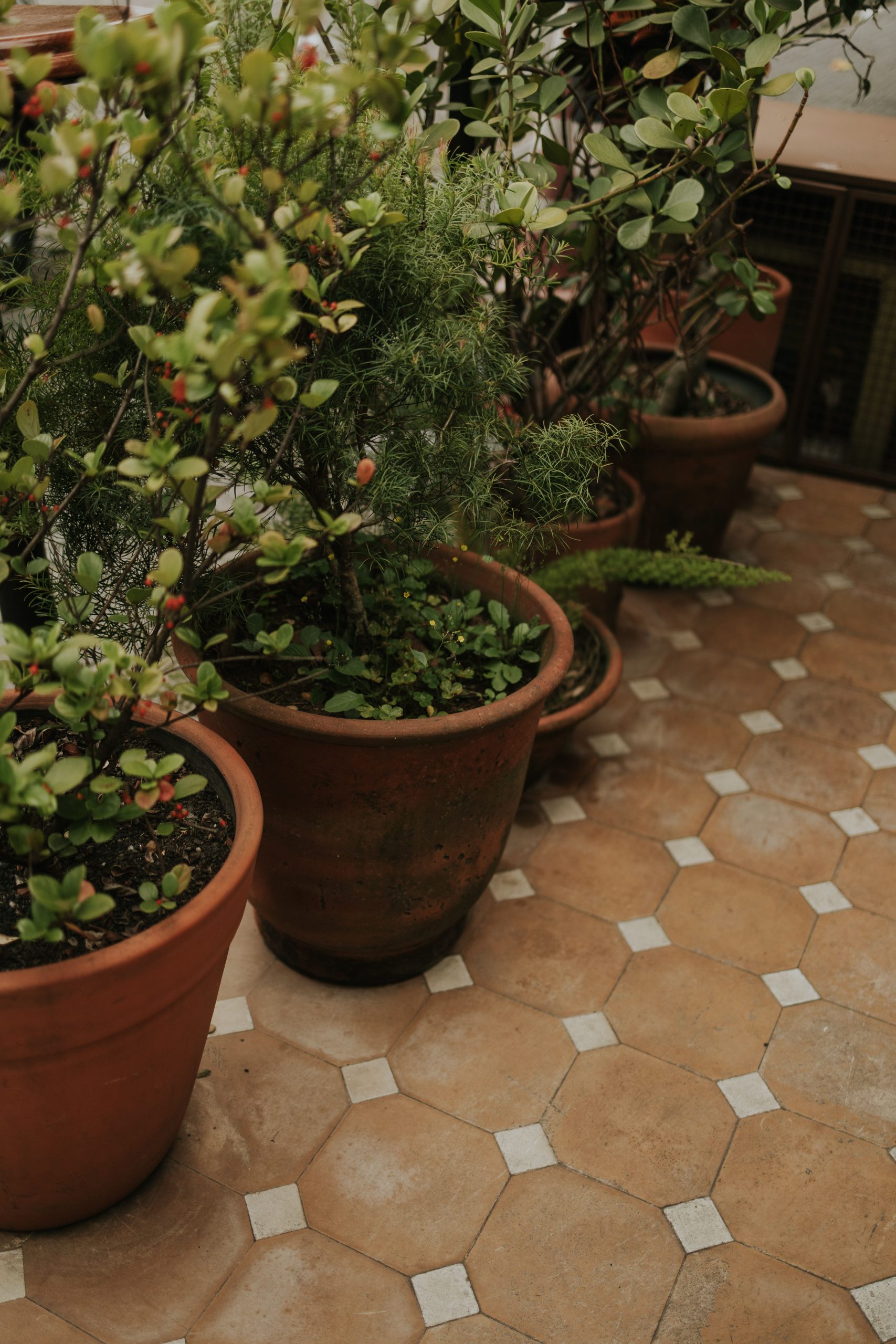 Aesthetic arrangement of potted plants on a terracotta hexagonal tiled floor indoors.