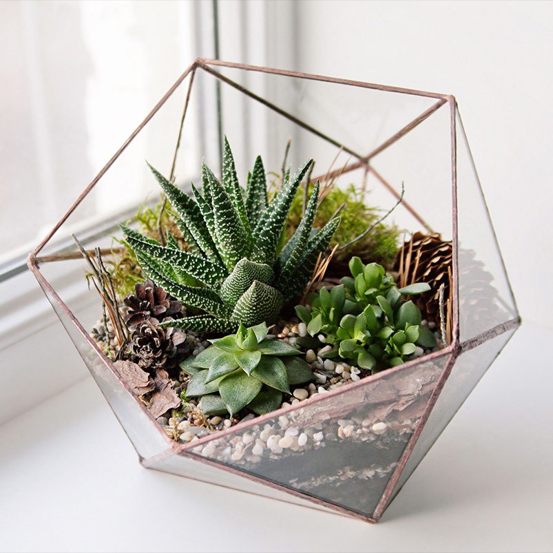 Air Plant Terrarium DIY: Create a Beautiful Miniature Garden in Glass