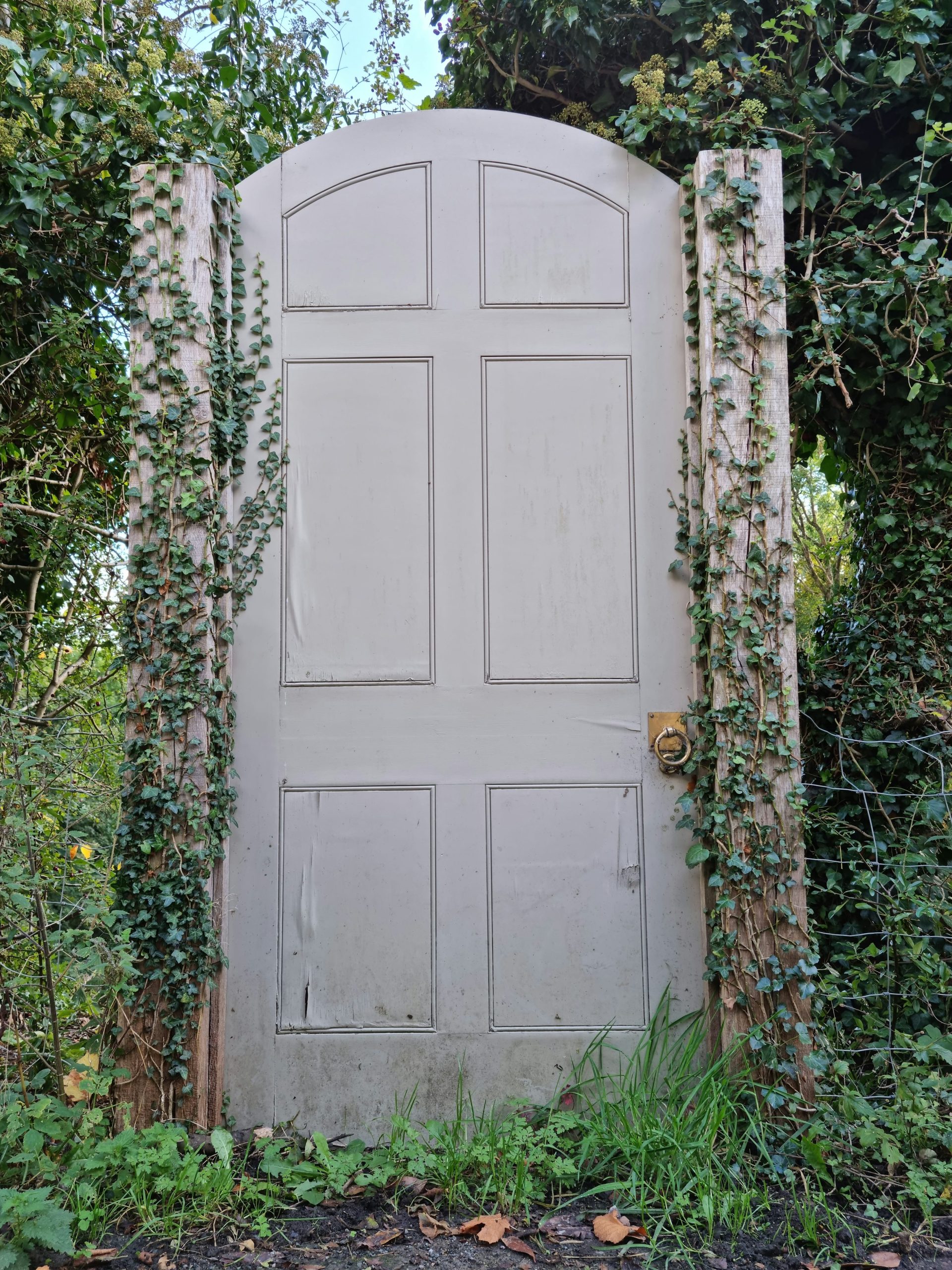 An old door with vines growing on it photo – Free Forest Image on Unsplash