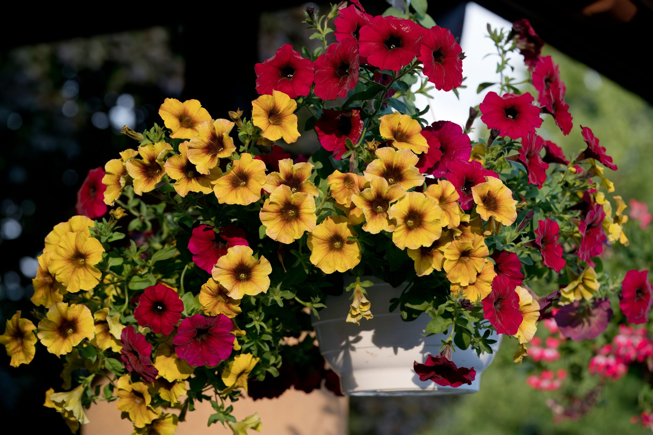 Beautiful hanging basket of yellow and red petunias in full bloom against a natural backdrop.