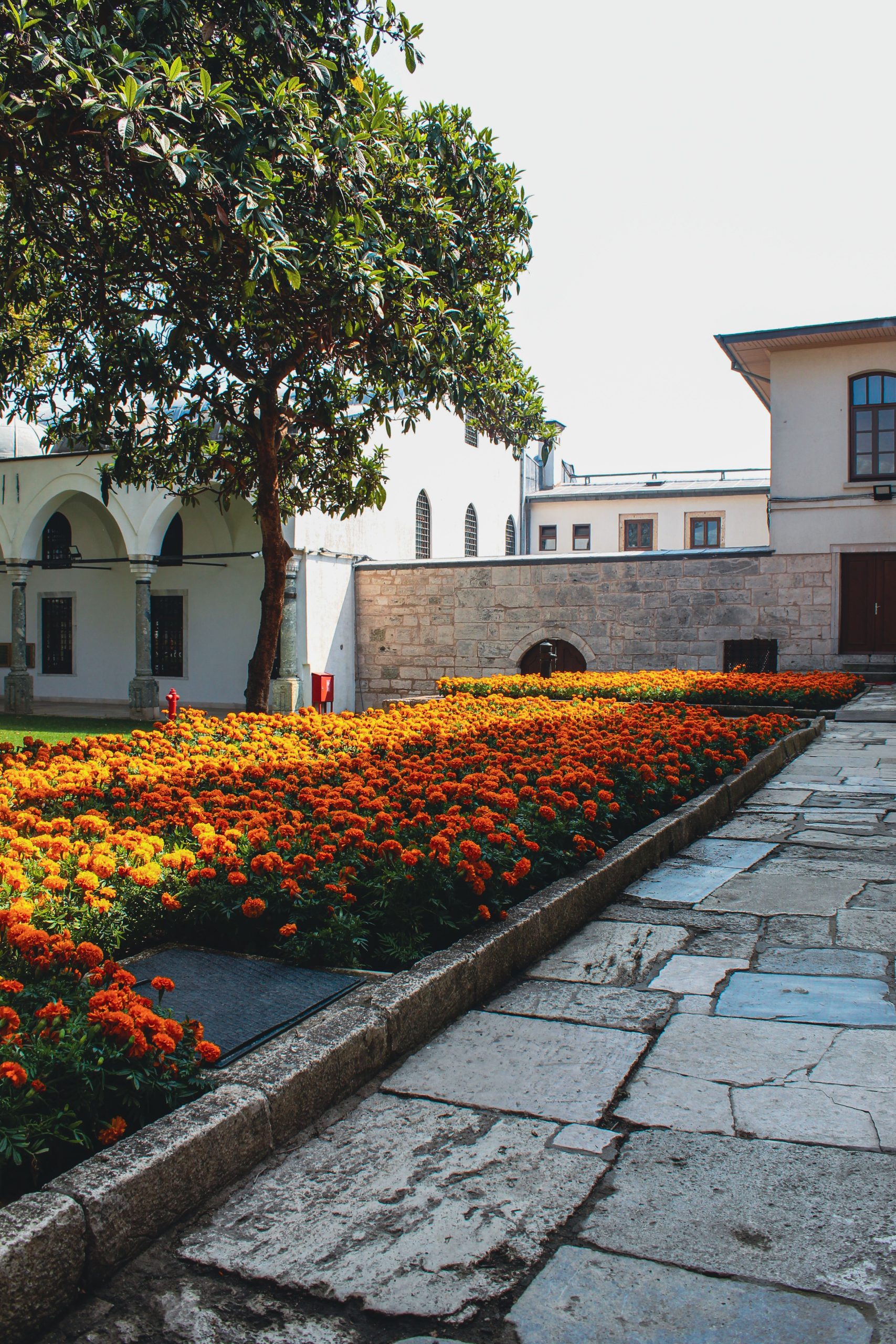 Beautiful marigold flowers bloom in a historic Istanbul courtyard on a sunny day.