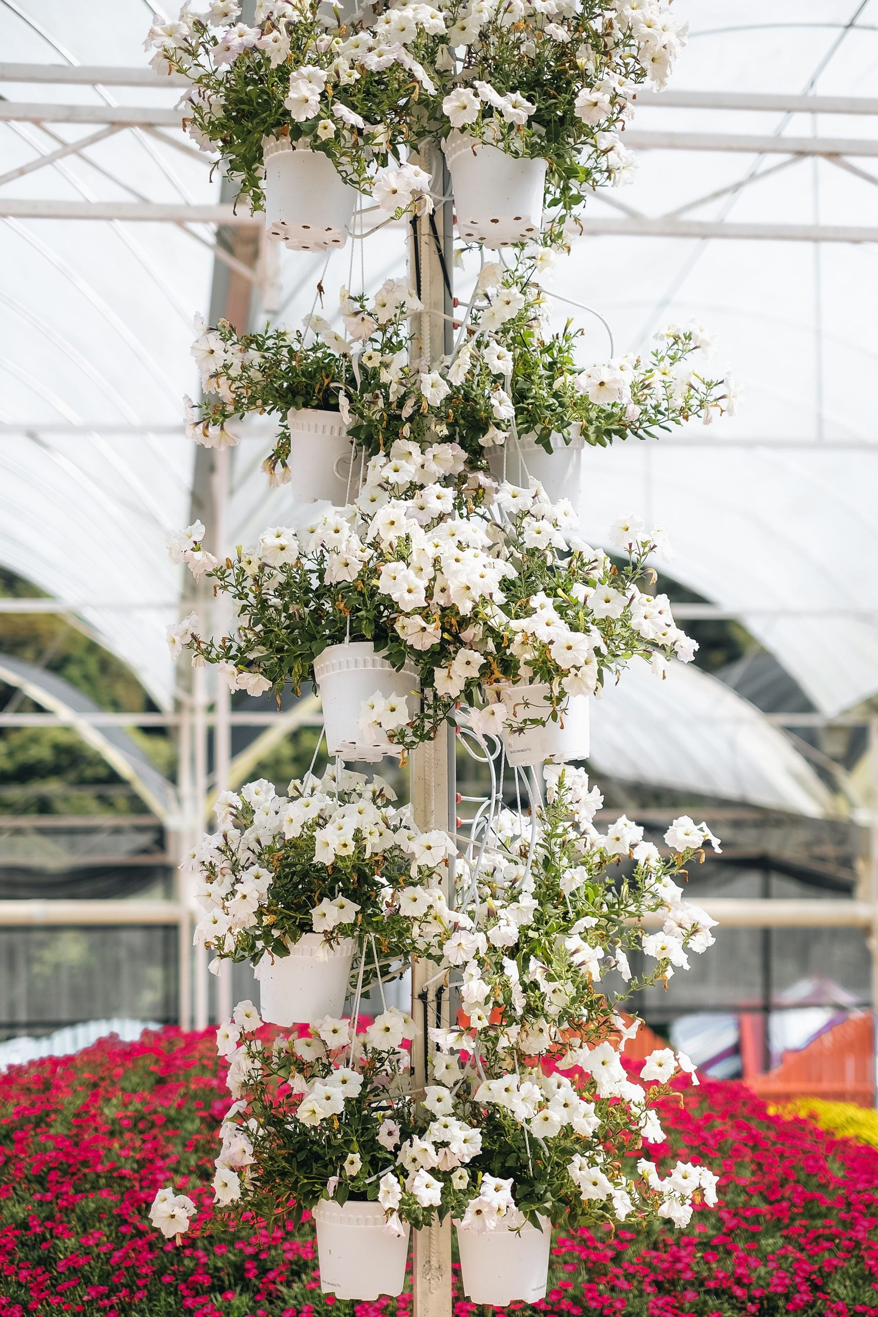 Beautiful vertical arrangement of white flowers in a greenhouse with colorful background.