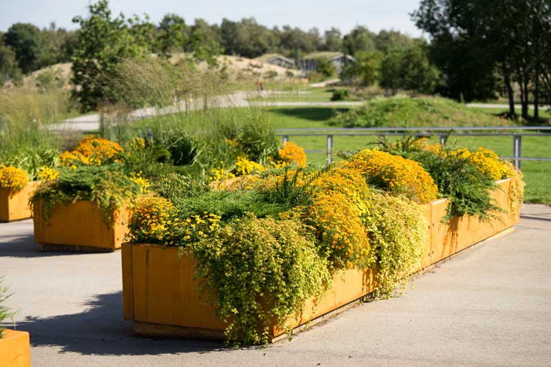 Best Plants for Raised Beds – Best Plants