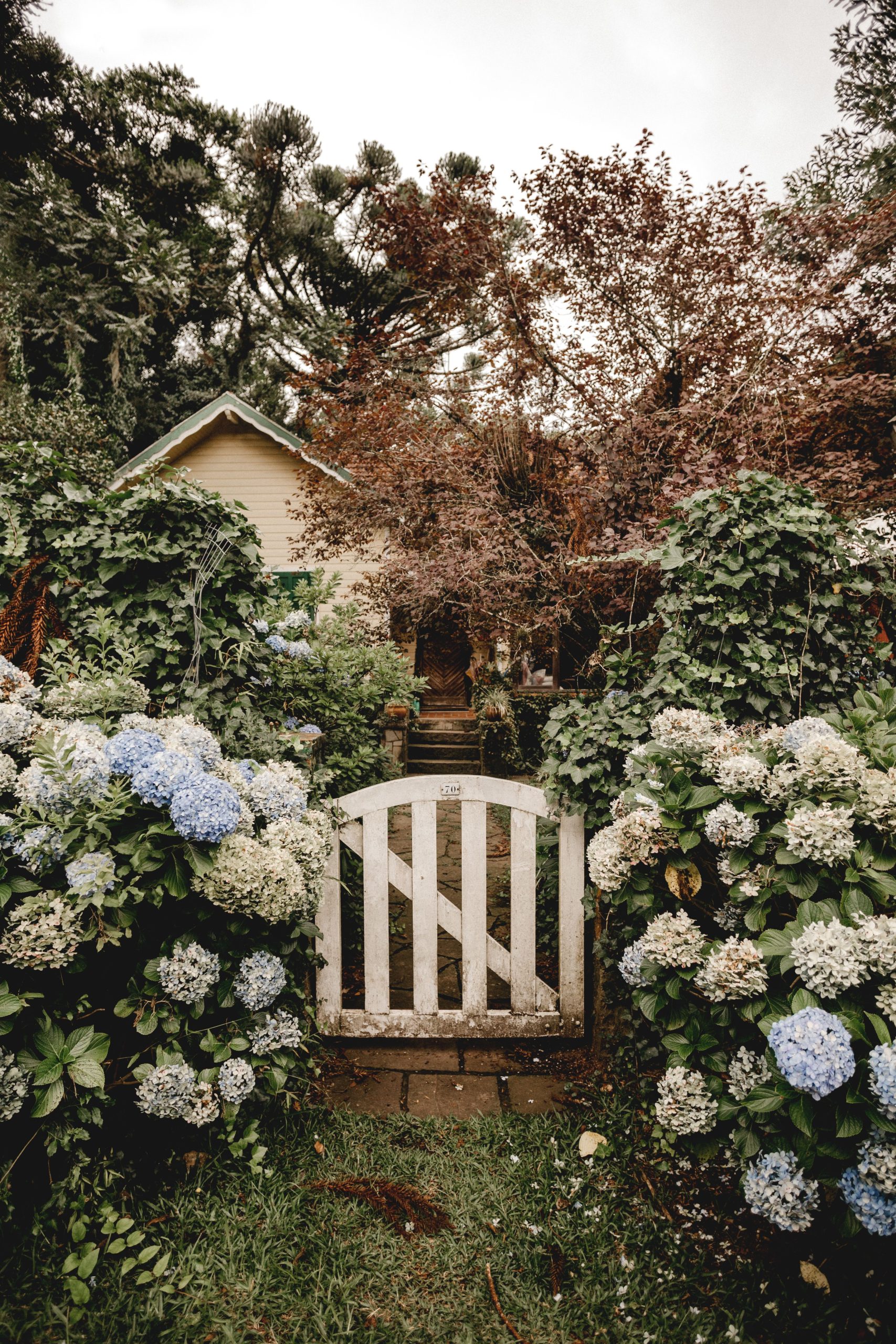Blooming garden wicket gate amidst fragrant hortensia bushes near rural house surrounded by abundant greenery
