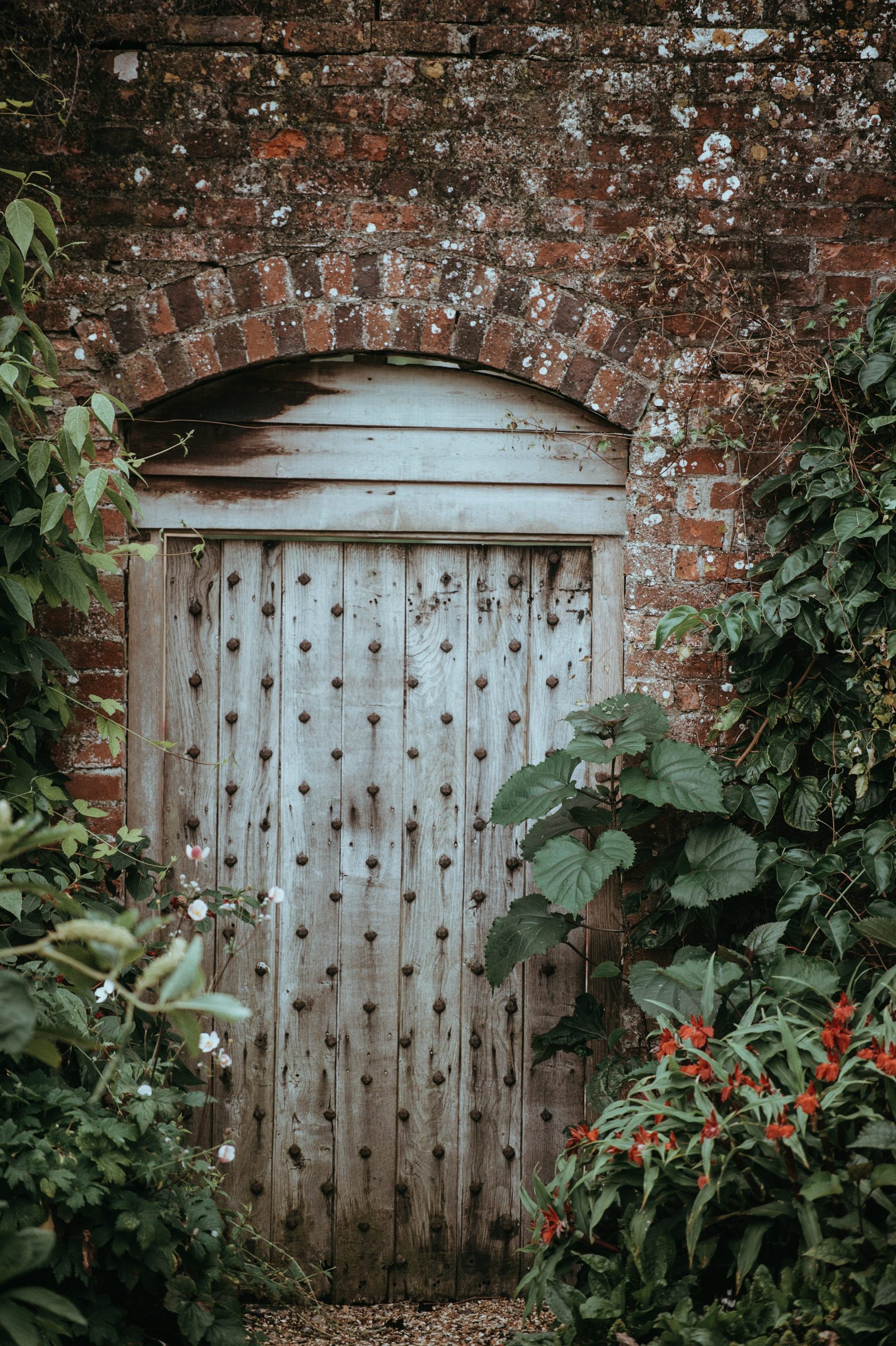 Brown wooden door near green leaf plants at daytime photo – Free Plant Image on Unsplash