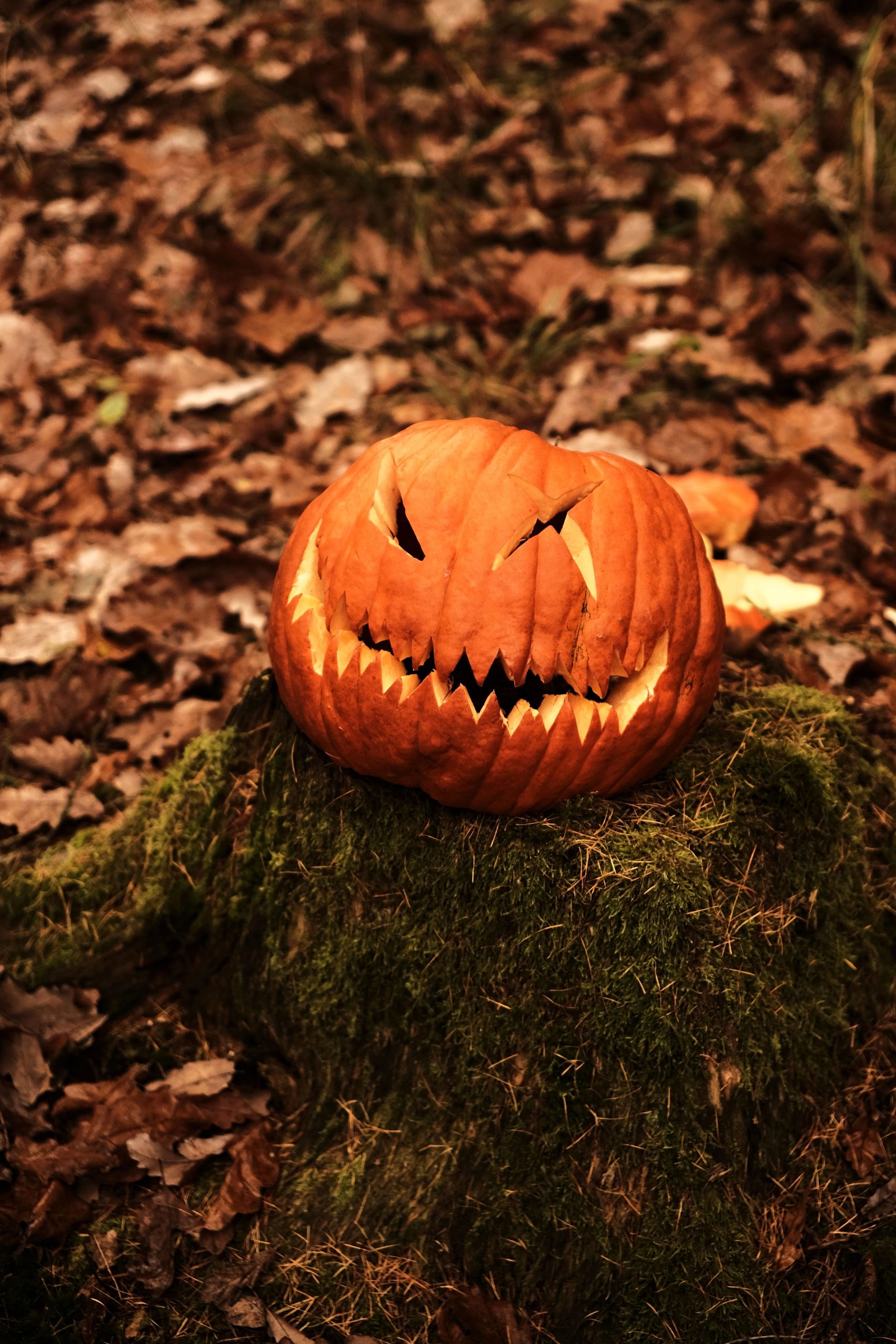 Carved Pumpkins for Halloween · Free Stock Photo