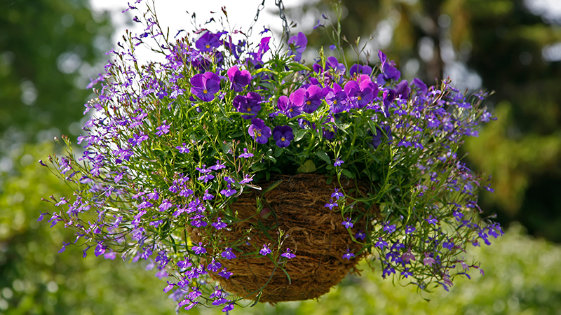 Choosing the Best Flowers for Hanging Baskets | Gilmour