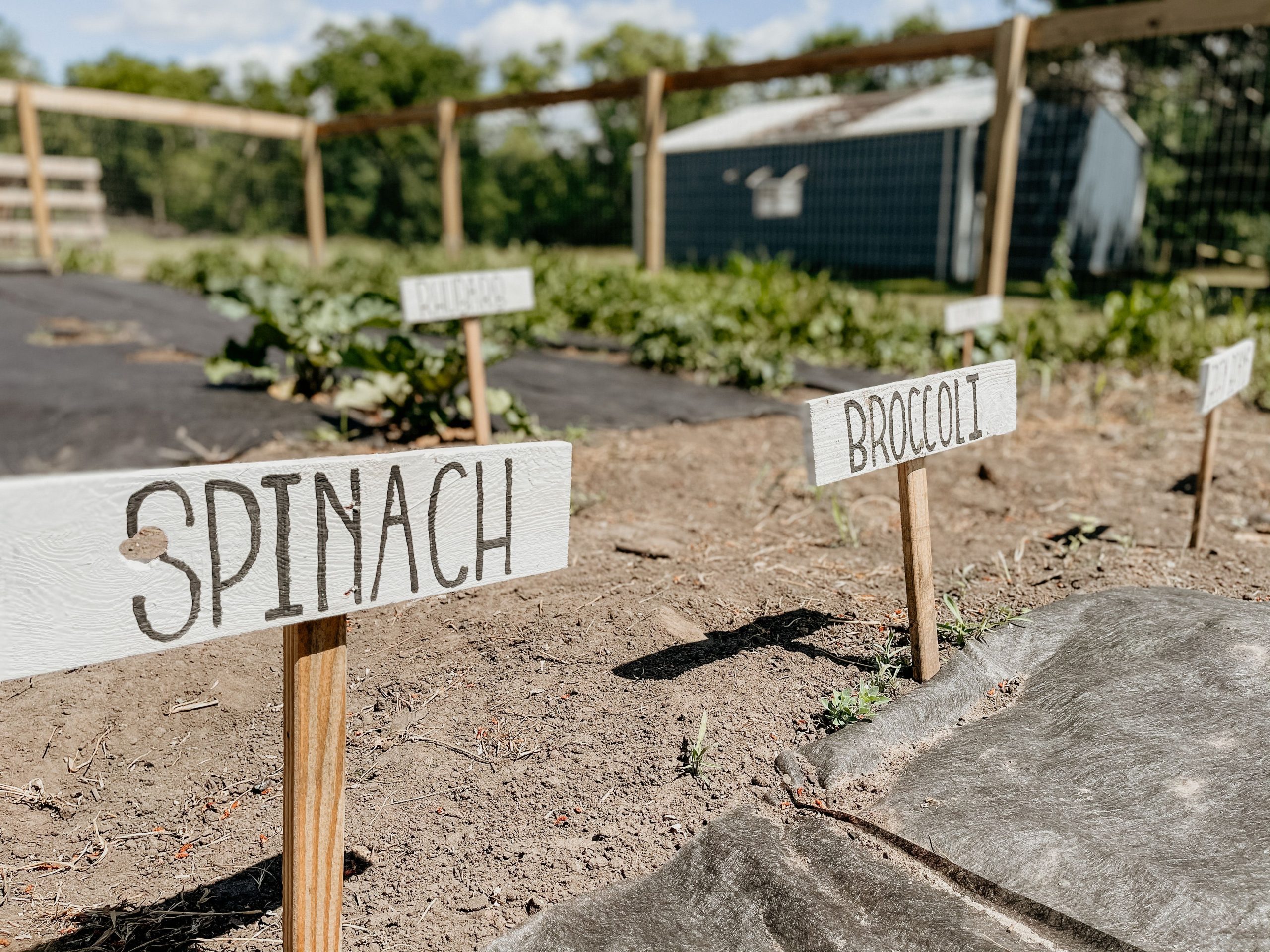 Close-up of labeled signs in an organic vegetable garden with spinach and broccoli.
