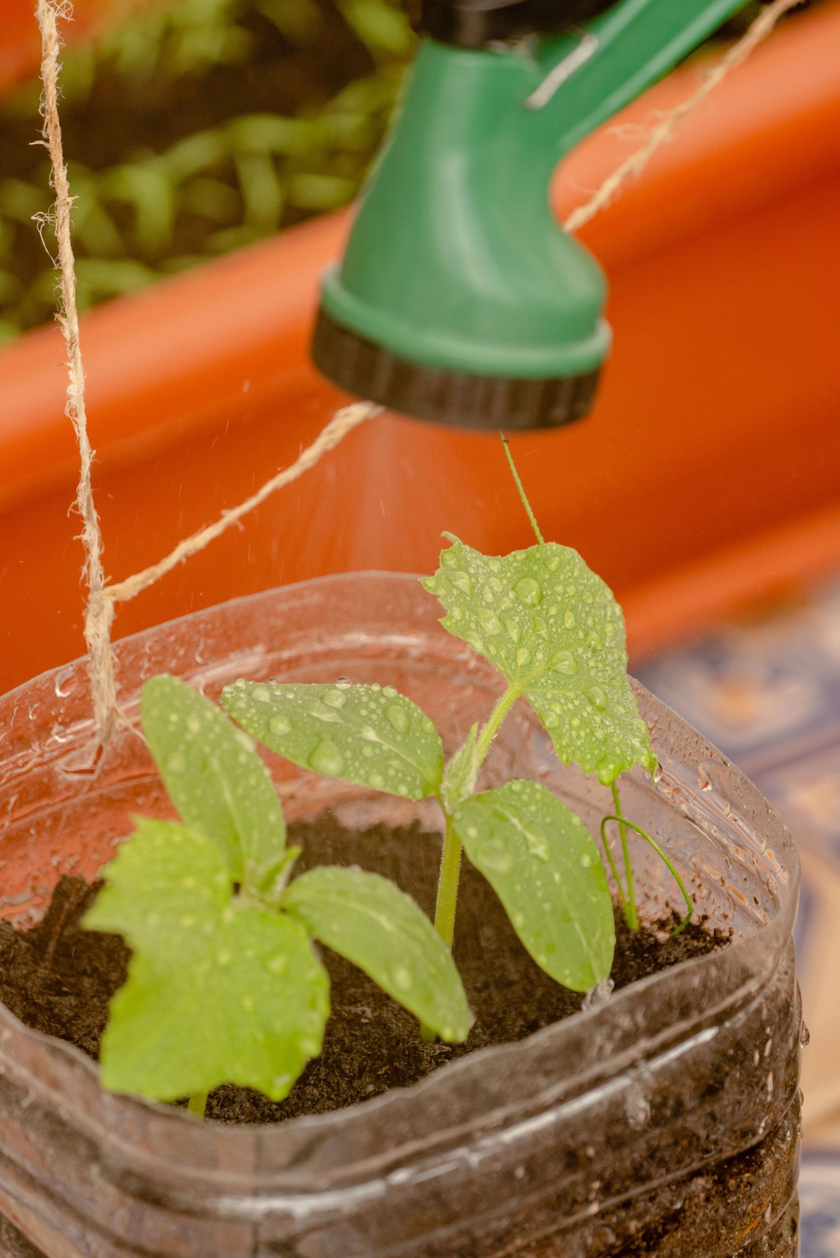 Close-up of seedlings being watered in a recycled plastic container in a garden.