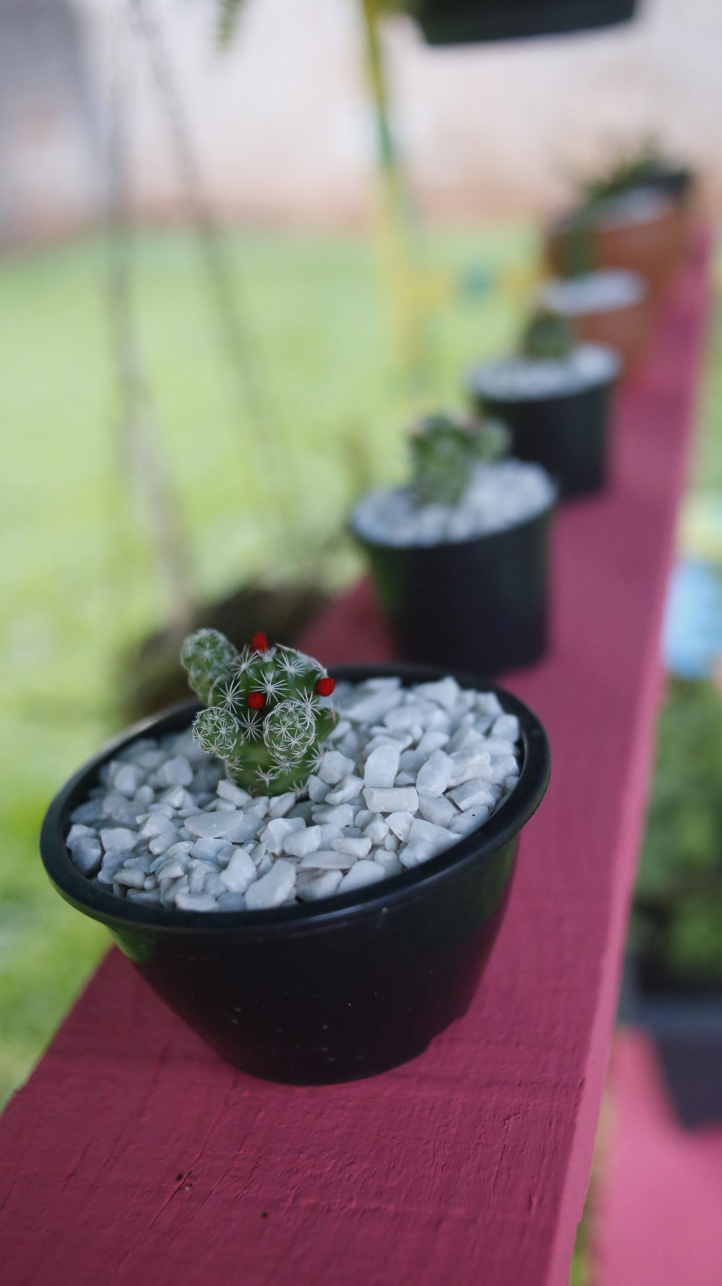 Close-up of small cactus plants in black pots with white stones, lined on a red outdoor table.
