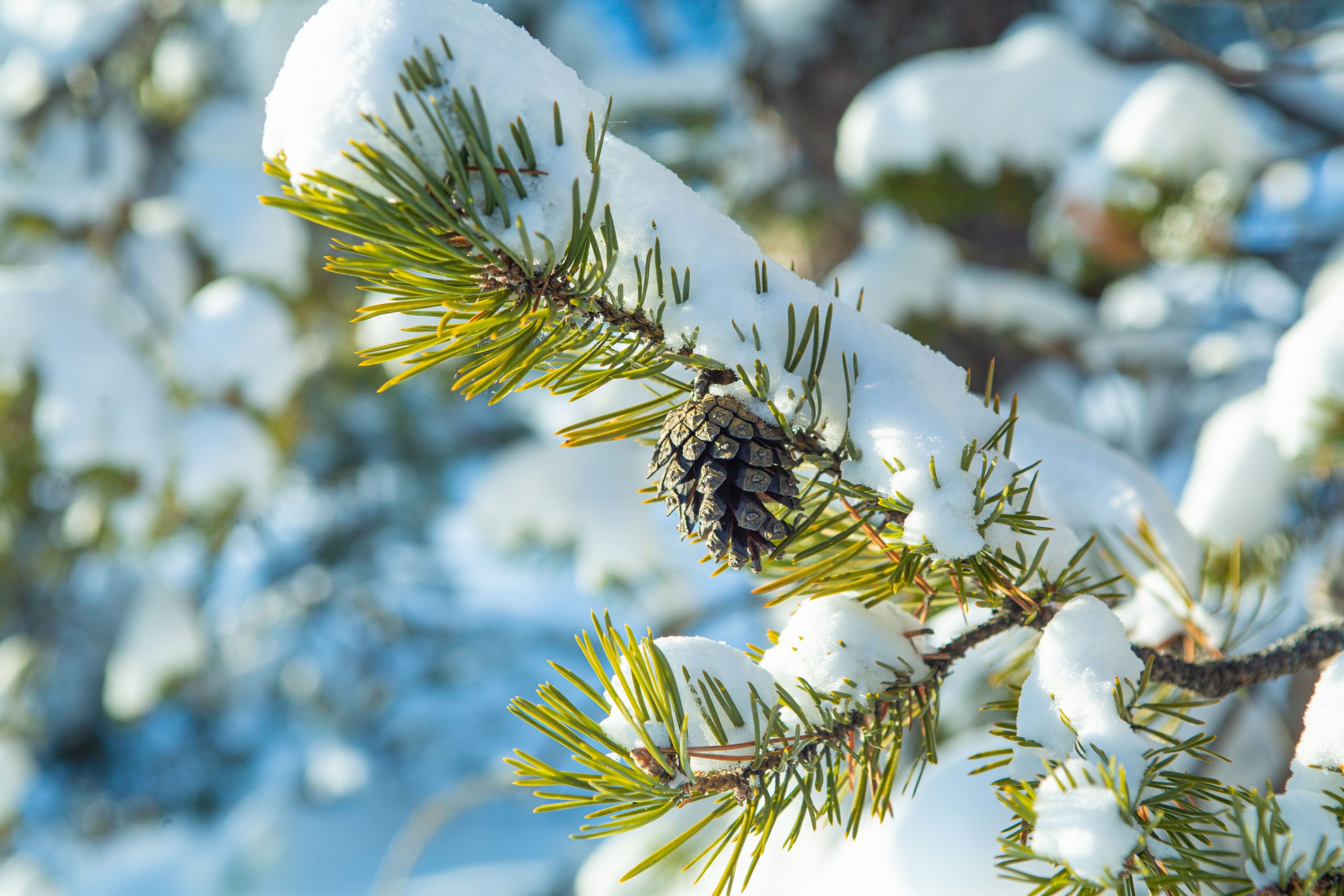 Close-up of snow-covered pine branch with cones, showcasing winter beauty.