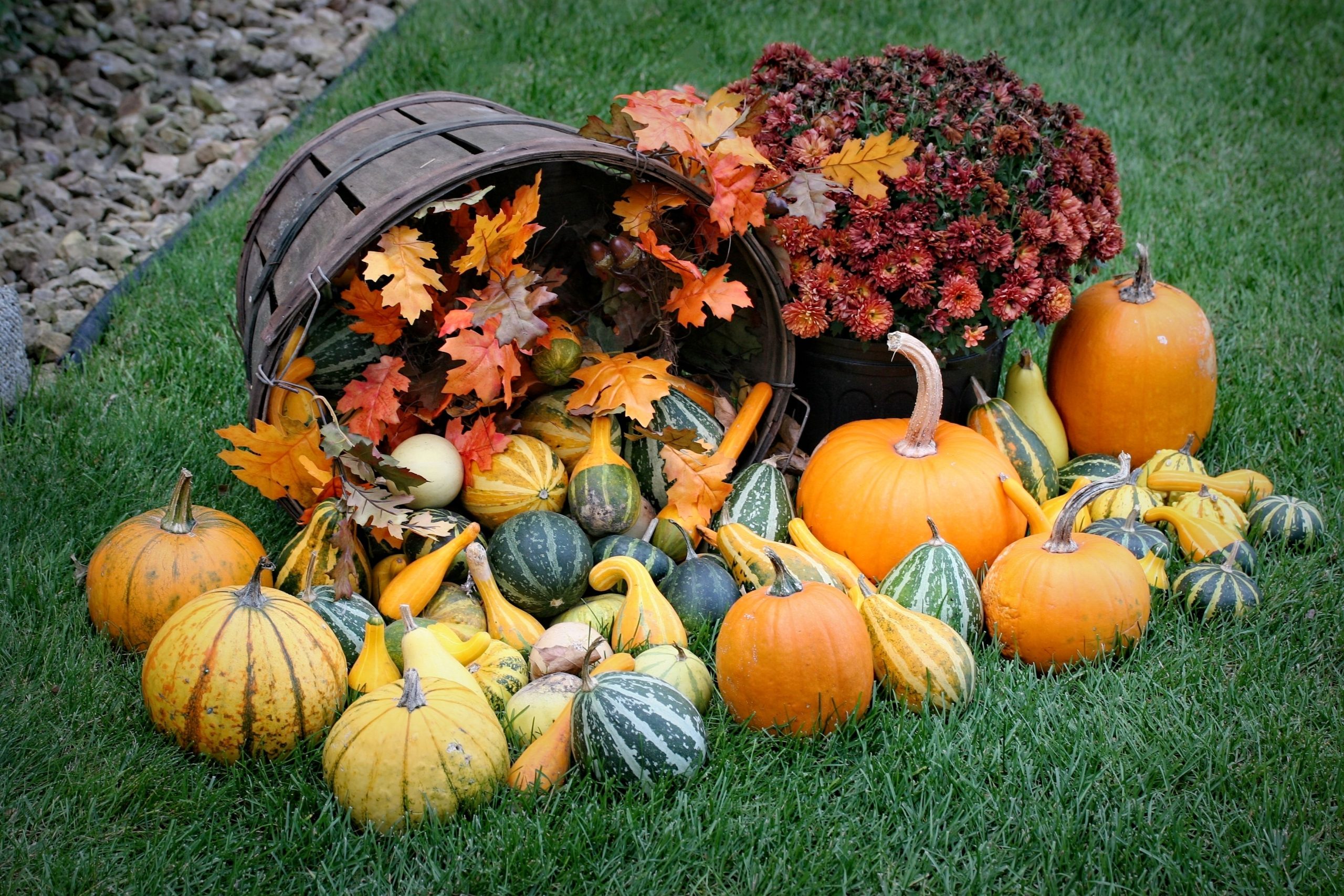 Colorful array of pumpkins and gourds set against lush green grass in autumn.