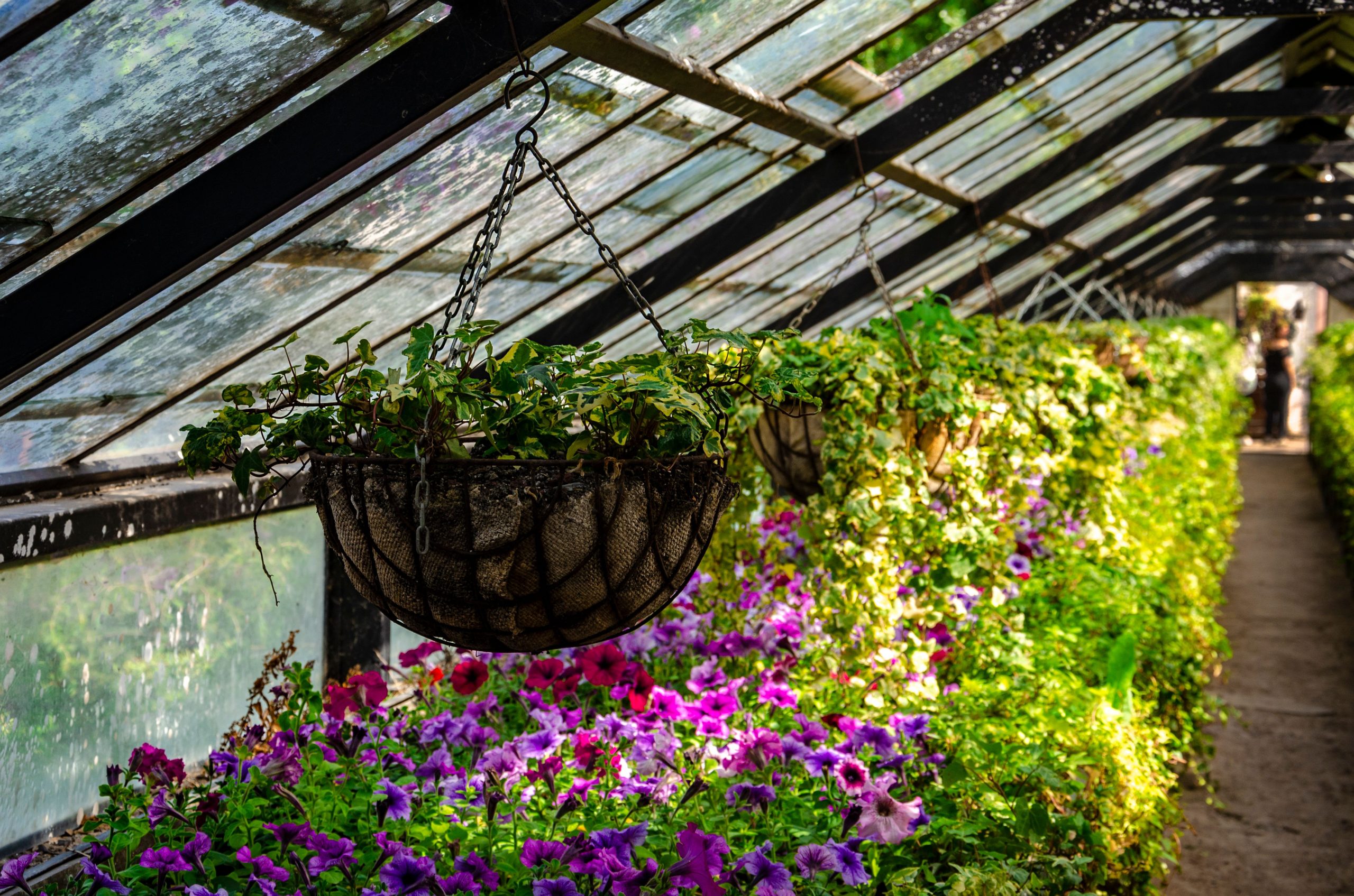 Colorful flowers bloom in a greenhouse under sunlit glass roofing.