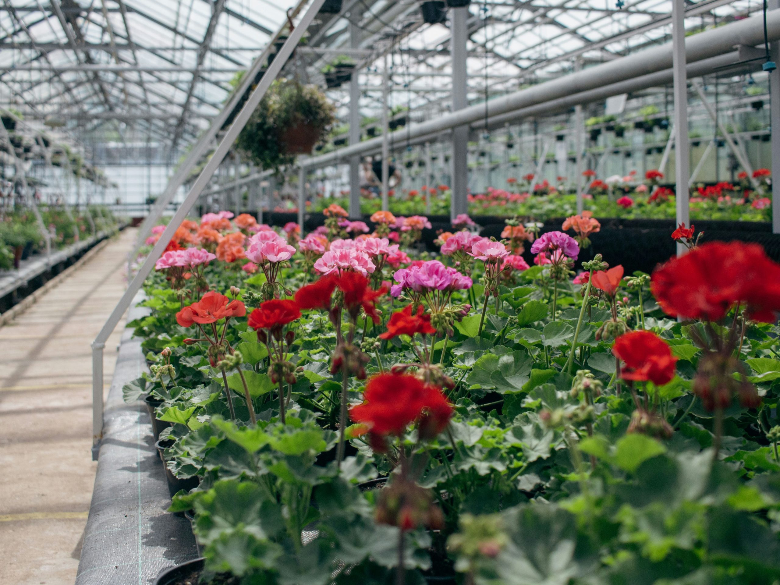 Colorful flowers flourish inside a spacious greenhouse.