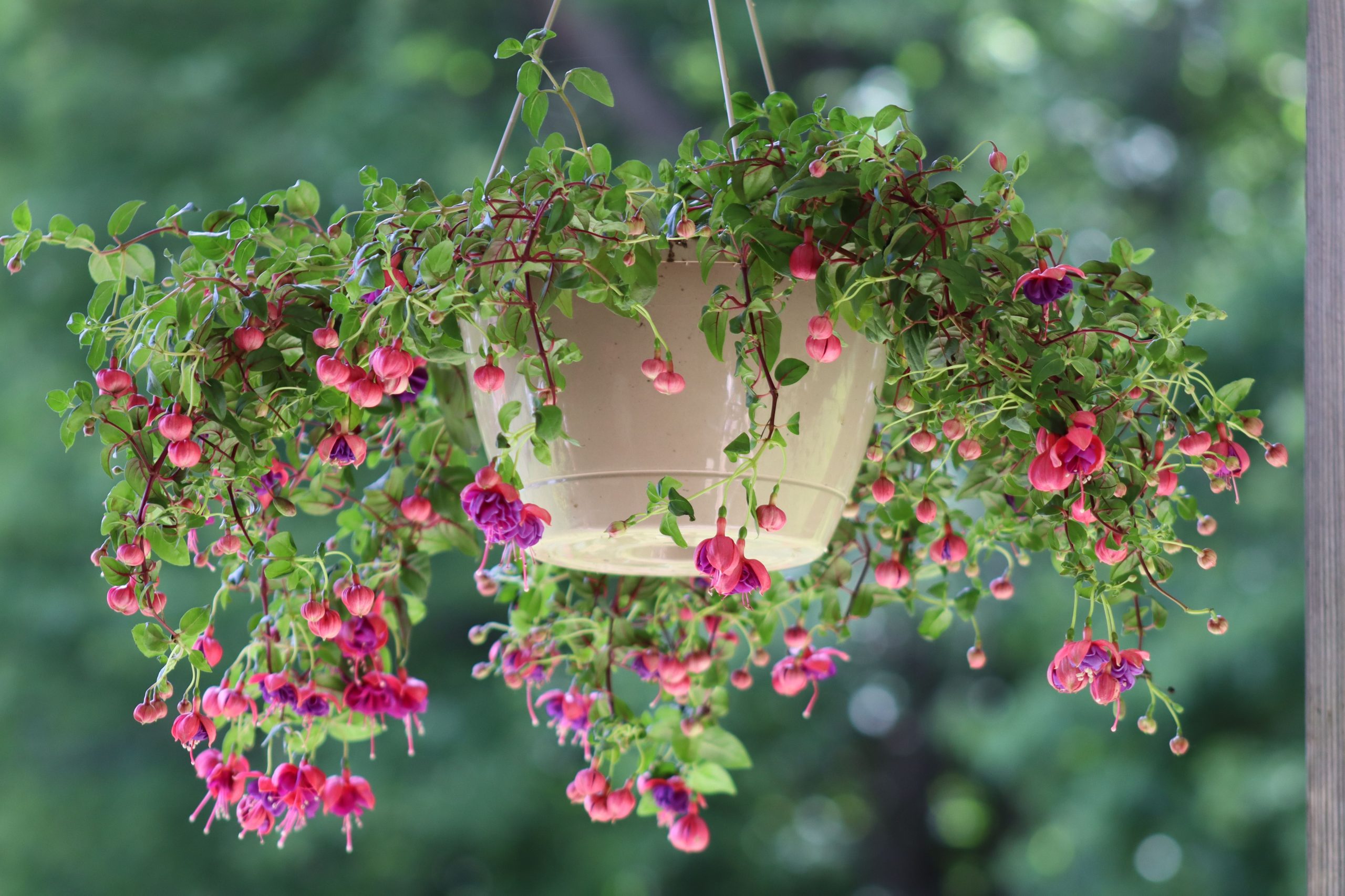 Colorful fuchsia flowers bloom in a hanging basket against lush greenery.