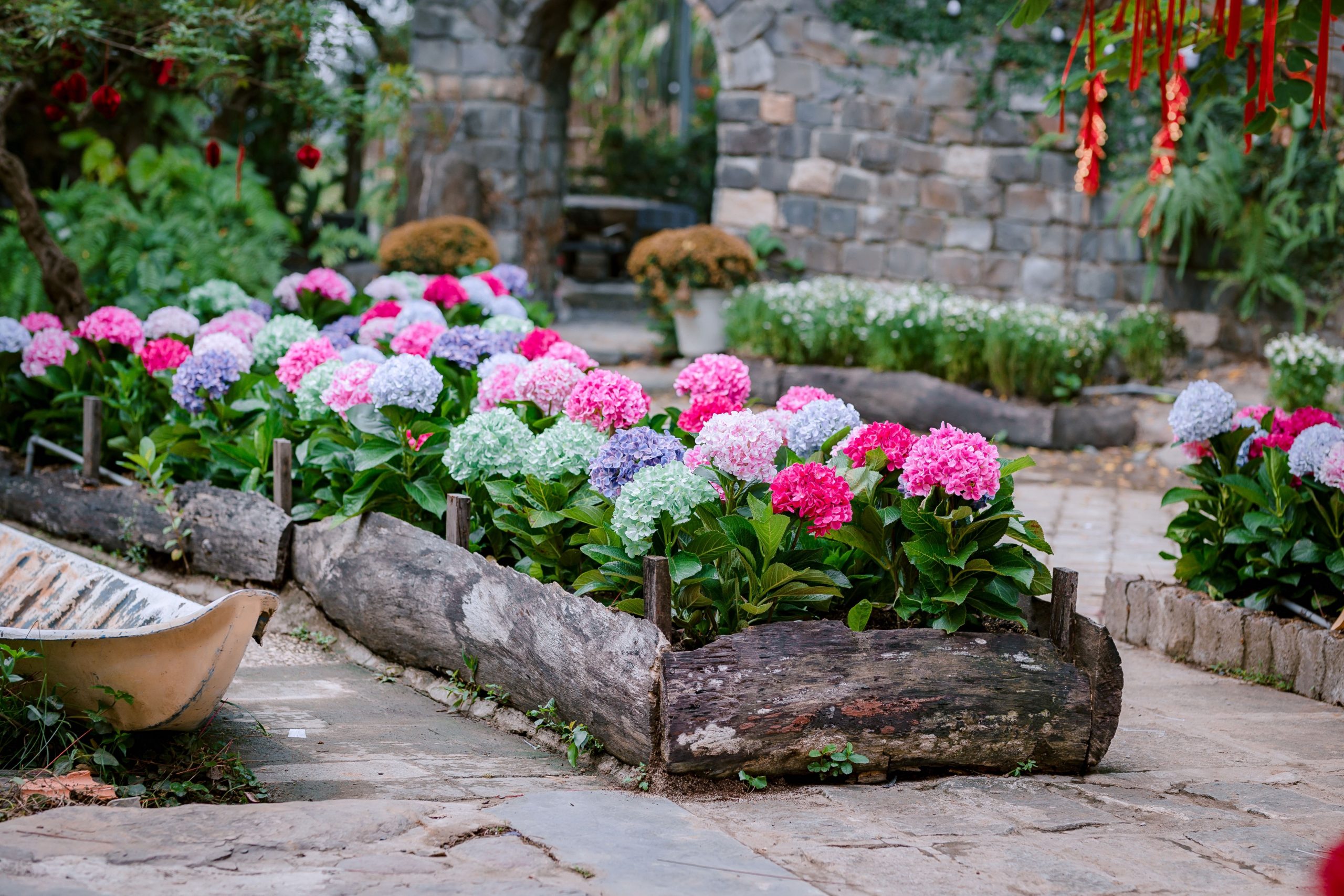 Colorful hydrangeas bloom in a serene garden with stone pathways and natural wood borders.