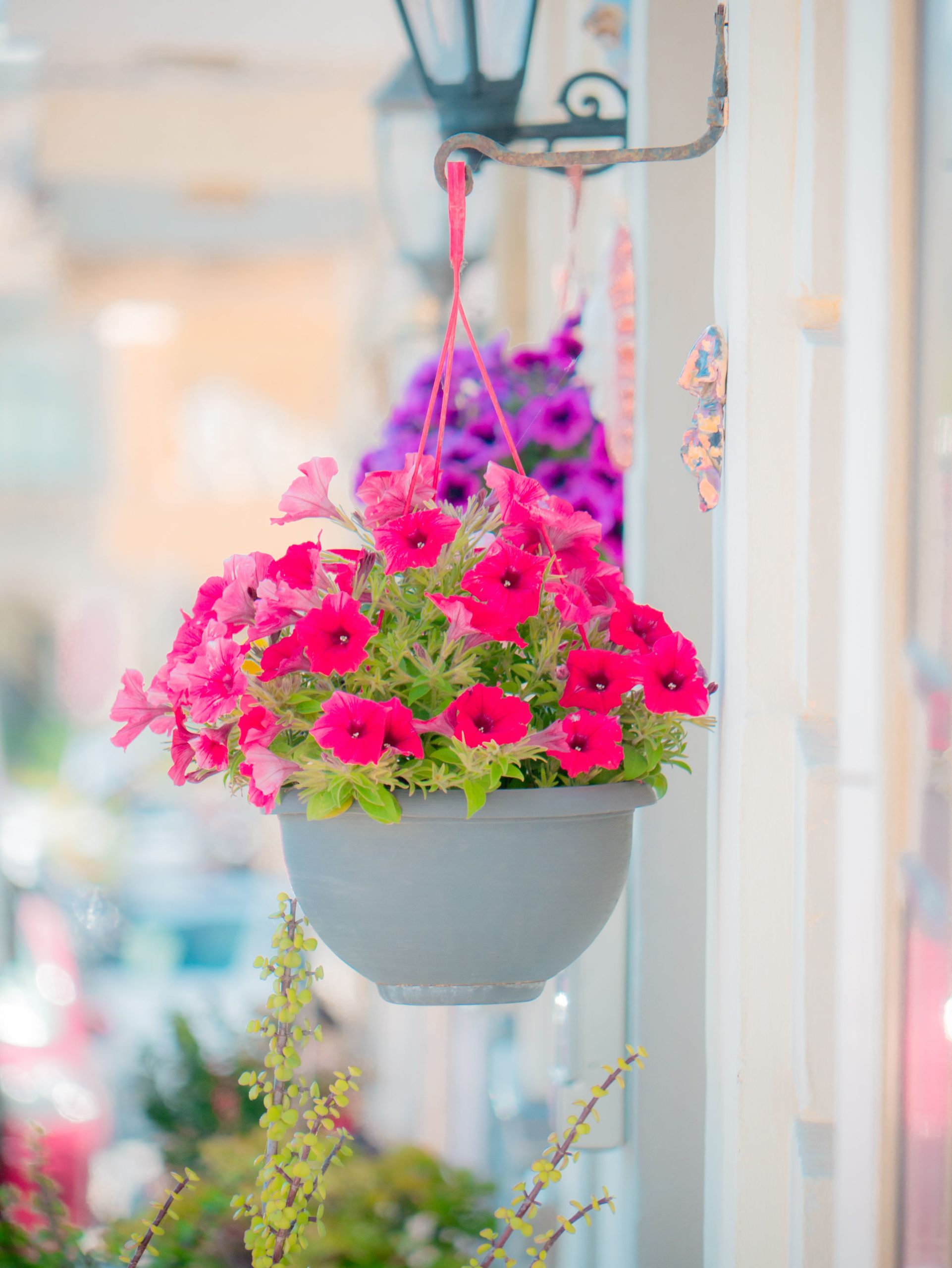 Colorful petunias in a decorative hanging planter, adding charm to an outdoor setting.