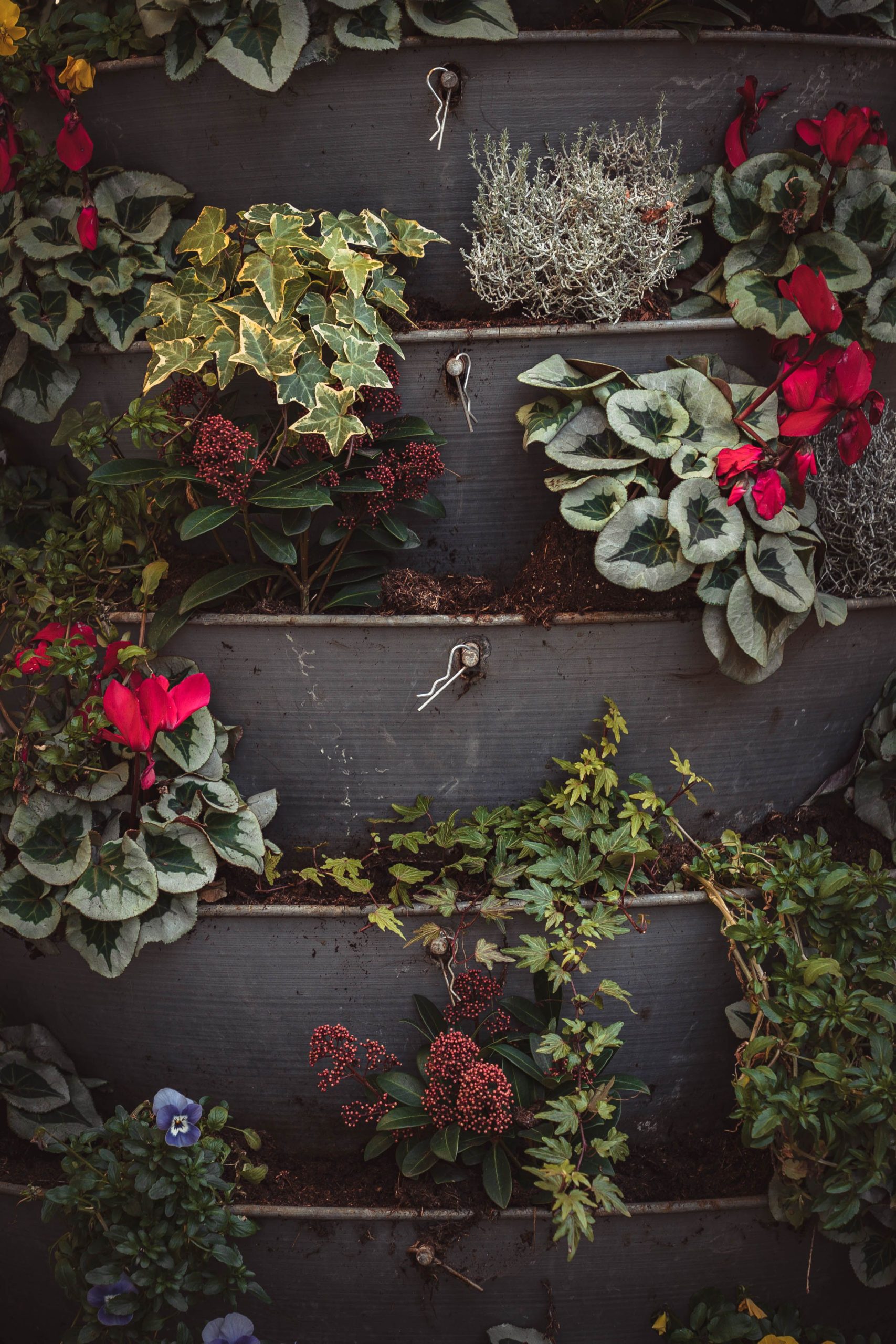 Colorful vertical garden arrangement featuring red cyclamen and ivy on tiered planters.