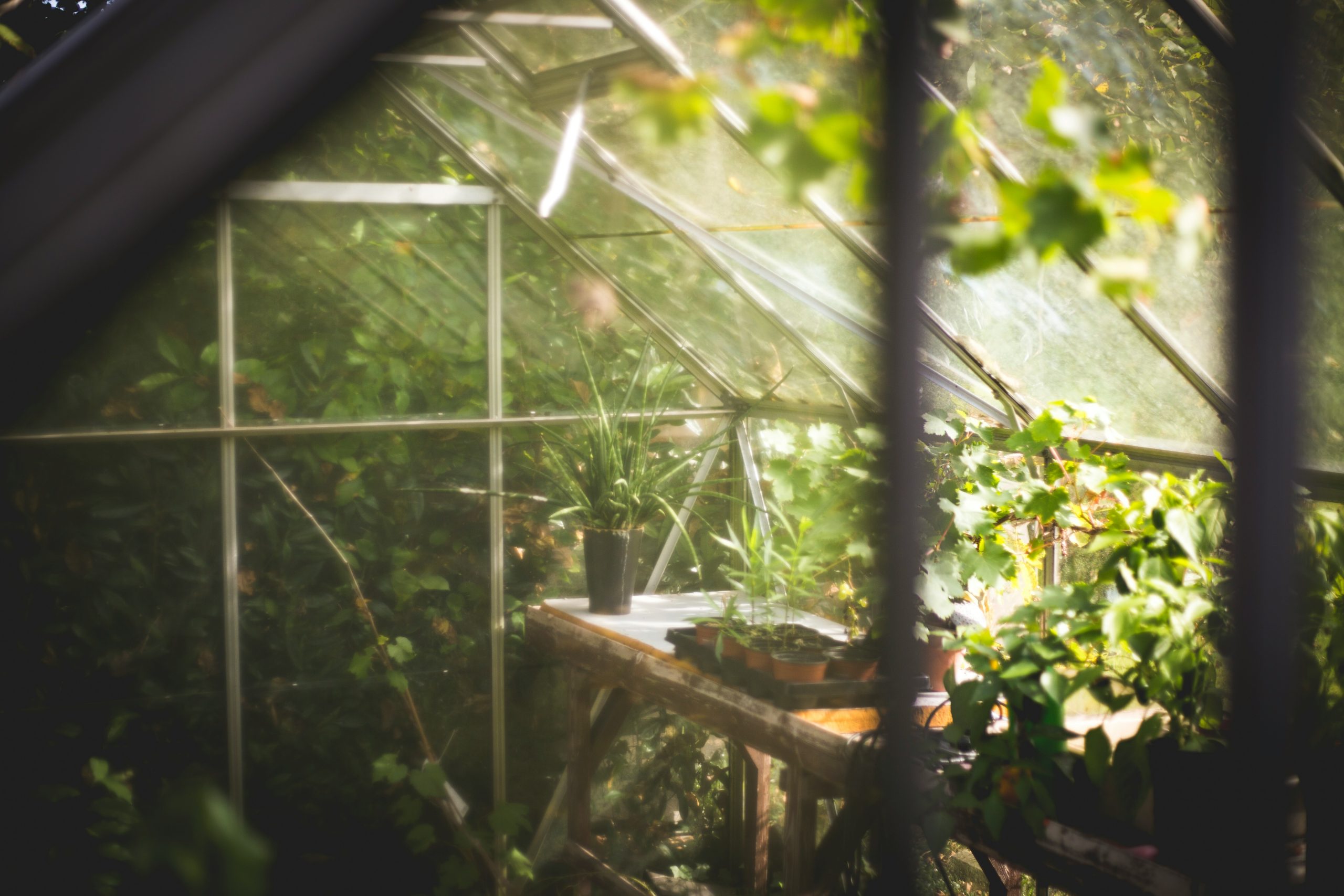 Cozy greenhouse