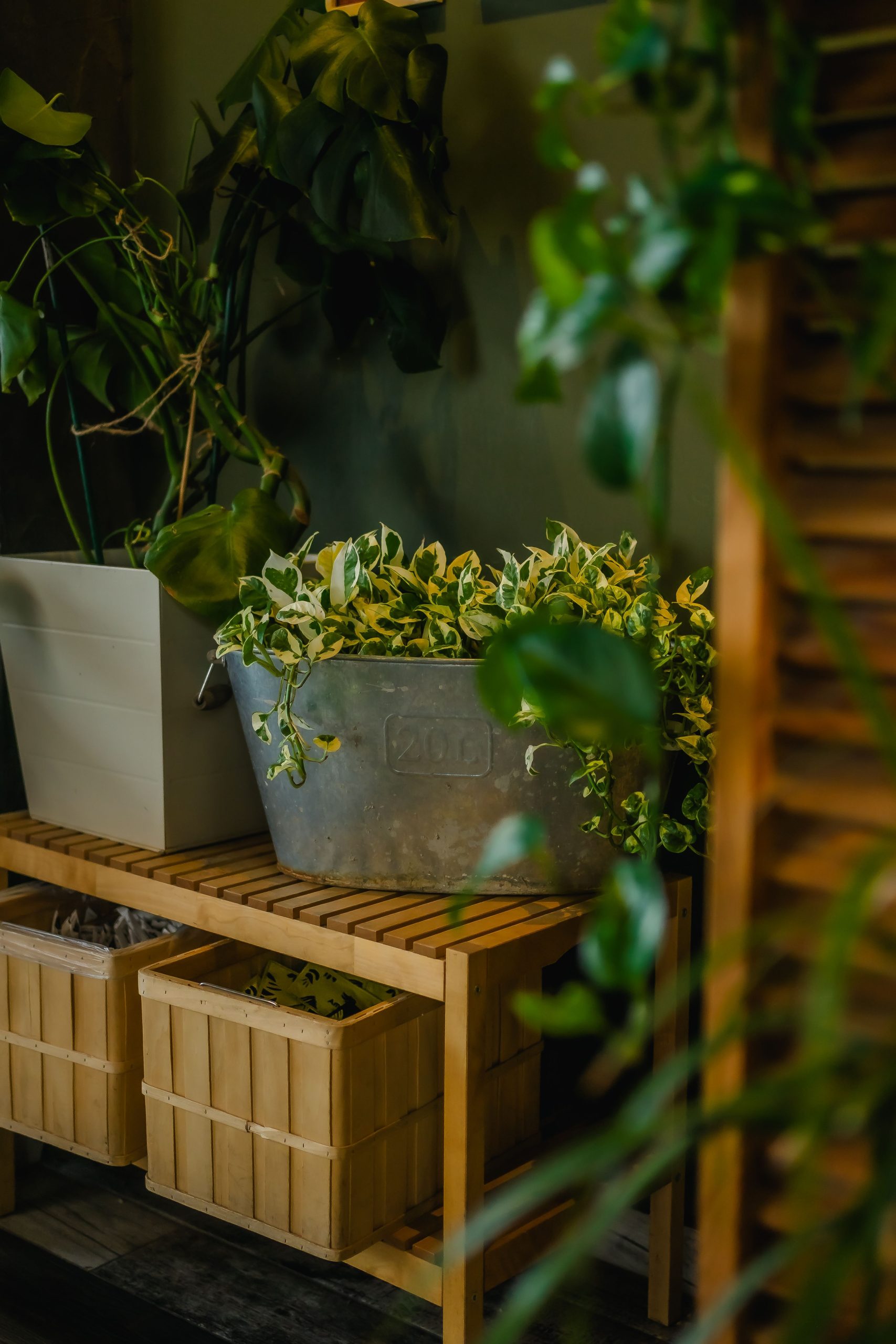Cozy indoor garden setting with variegated plants in an iron pot on a wooden bench.