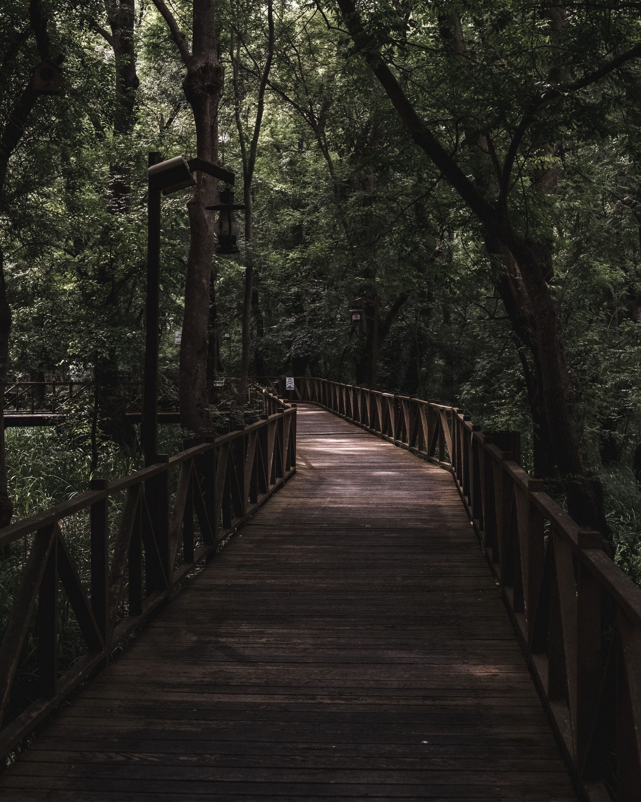 Discover tranquility on a scenic wooden boardwalk nestled amidst lush trees.