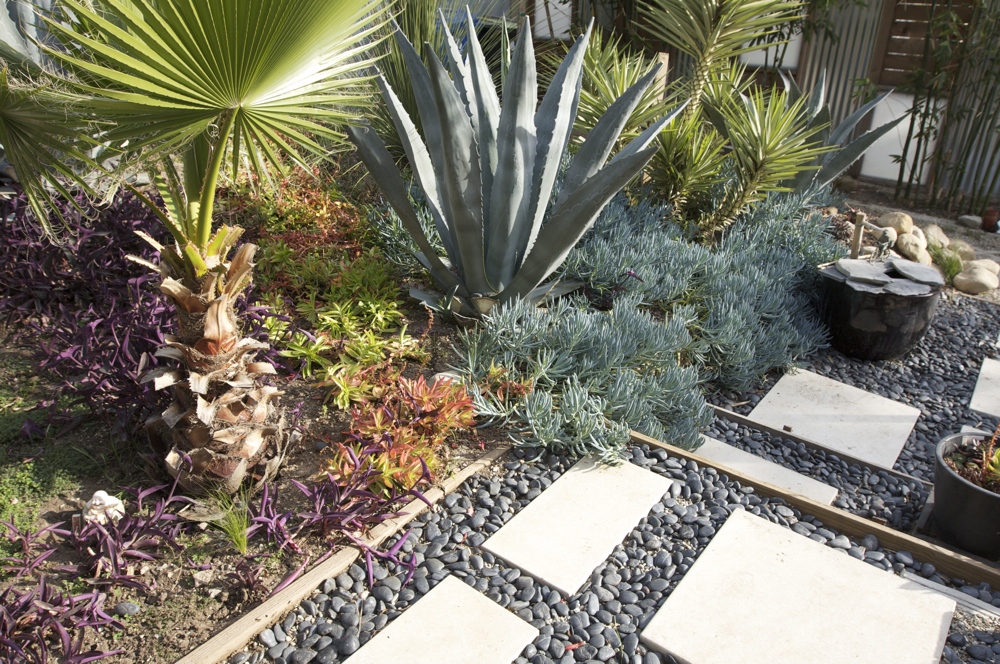 Drought Resistant Landscape Design in Sacramento, CA