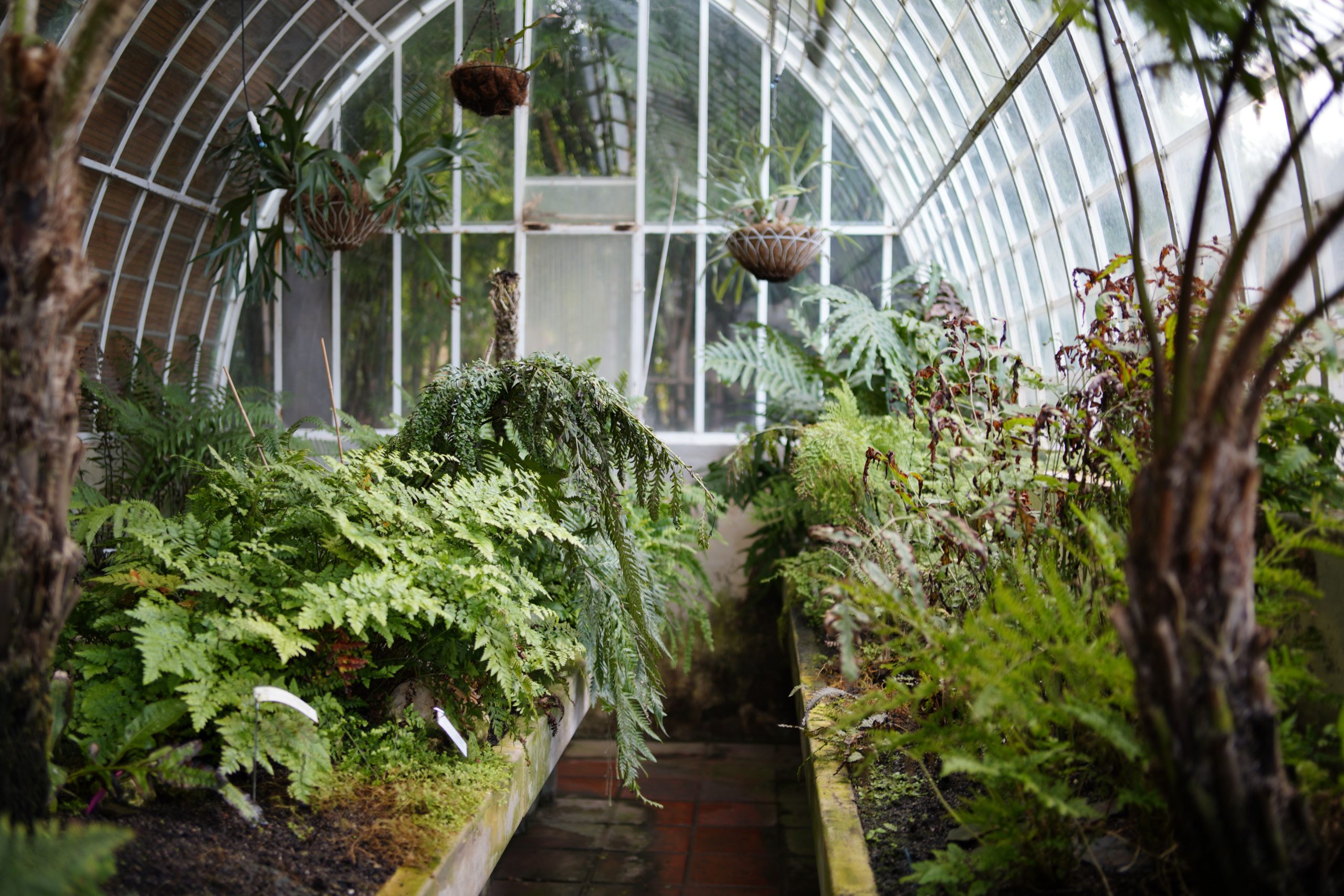 Explore a lush greenhouse filled with ferns and palms in Valencia, Spain.