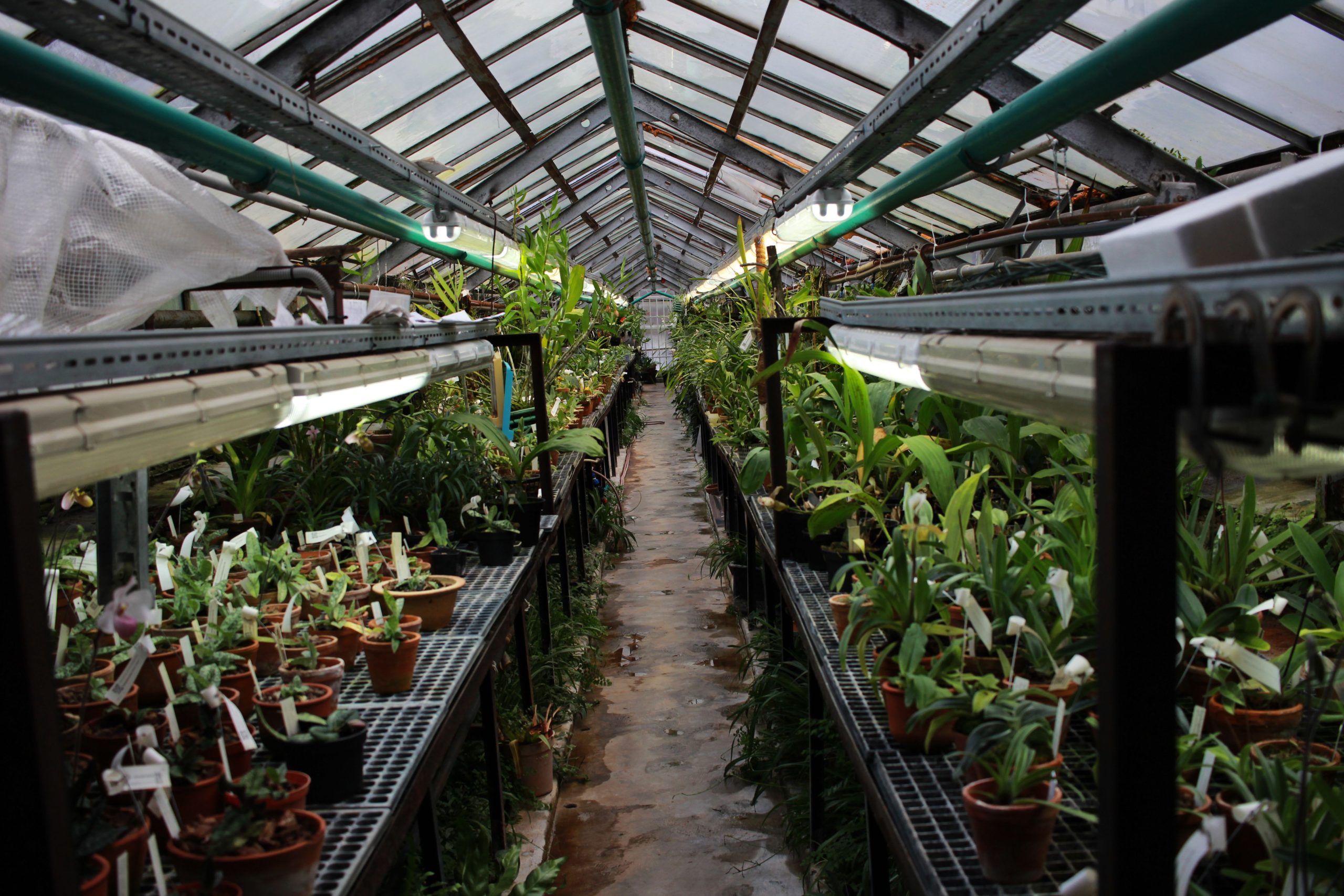 Explore a vibrant greenhouse filled with diverse plants and greenery, perfect for nature enthusiasts.
