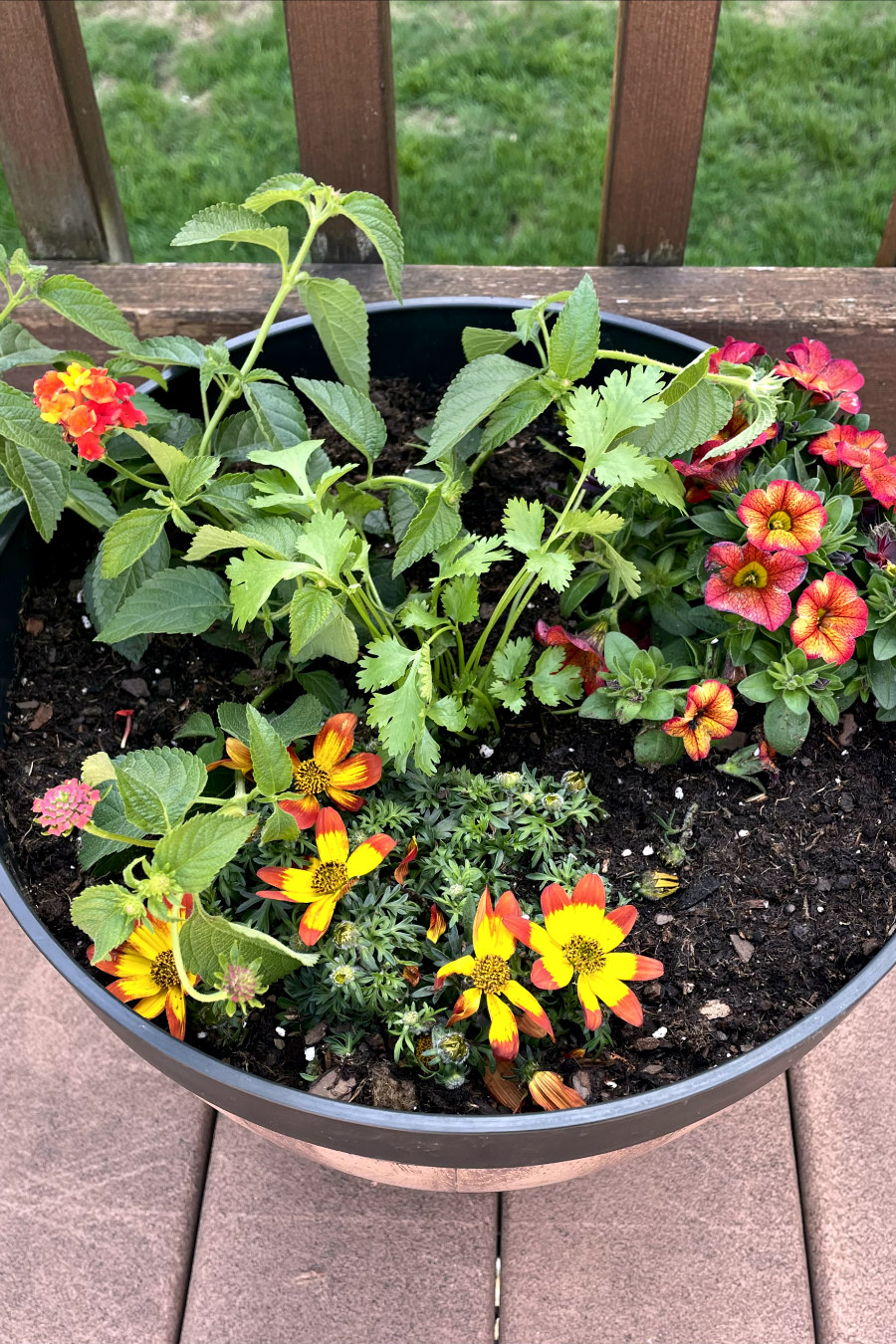 Fiesta Pollinator Container Garden — Holoka Home