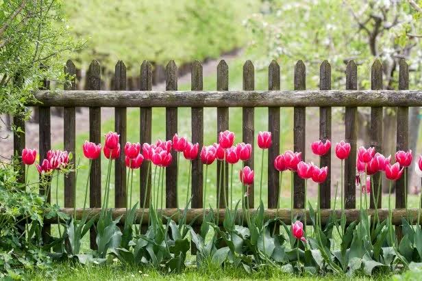 Garden Fence and Gate Ideas | HGTV