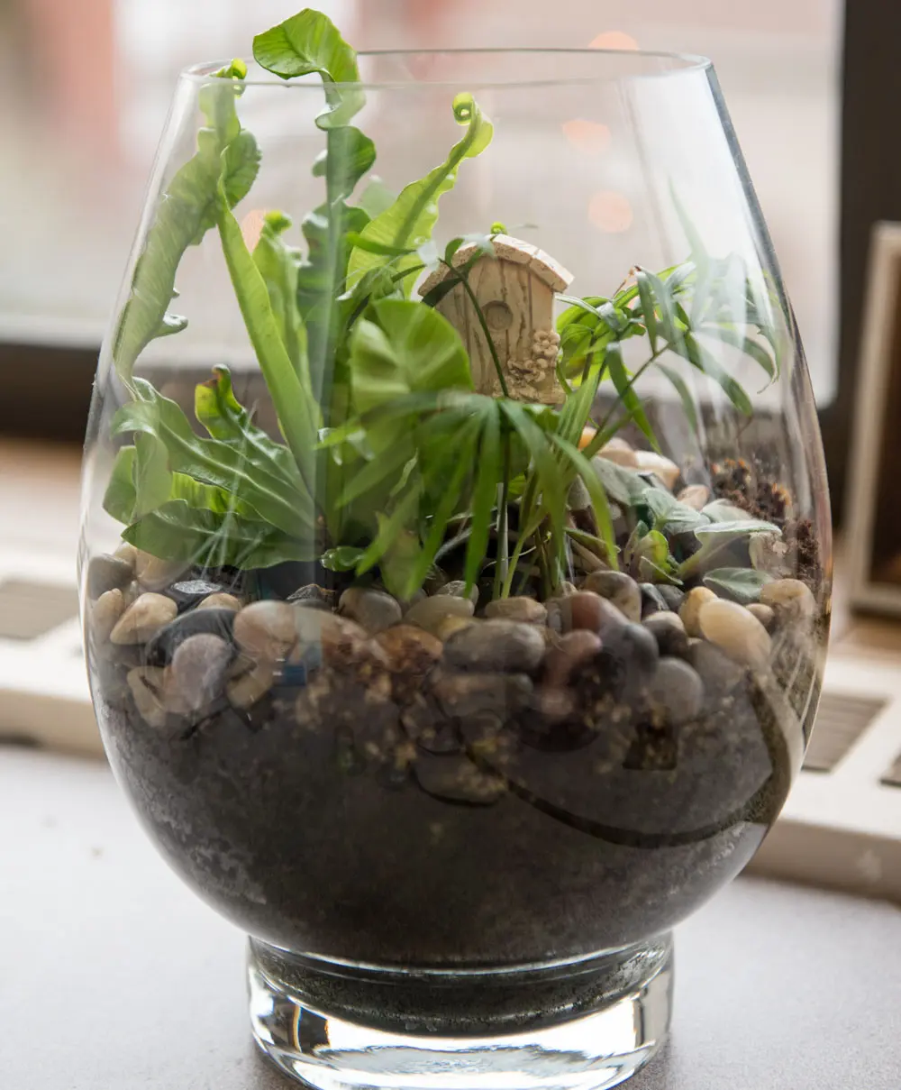 Go miniature with a glass terrarium | Newsroom | Oregon State University